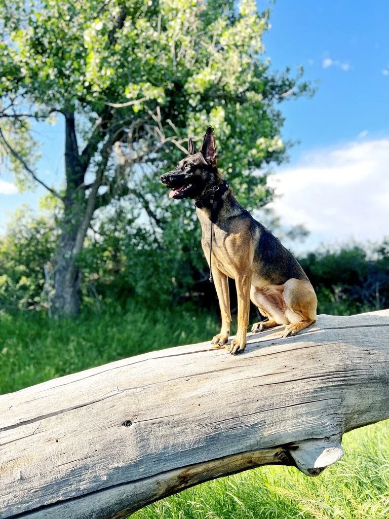 A tan and black dog sitting on a large log outdoors.