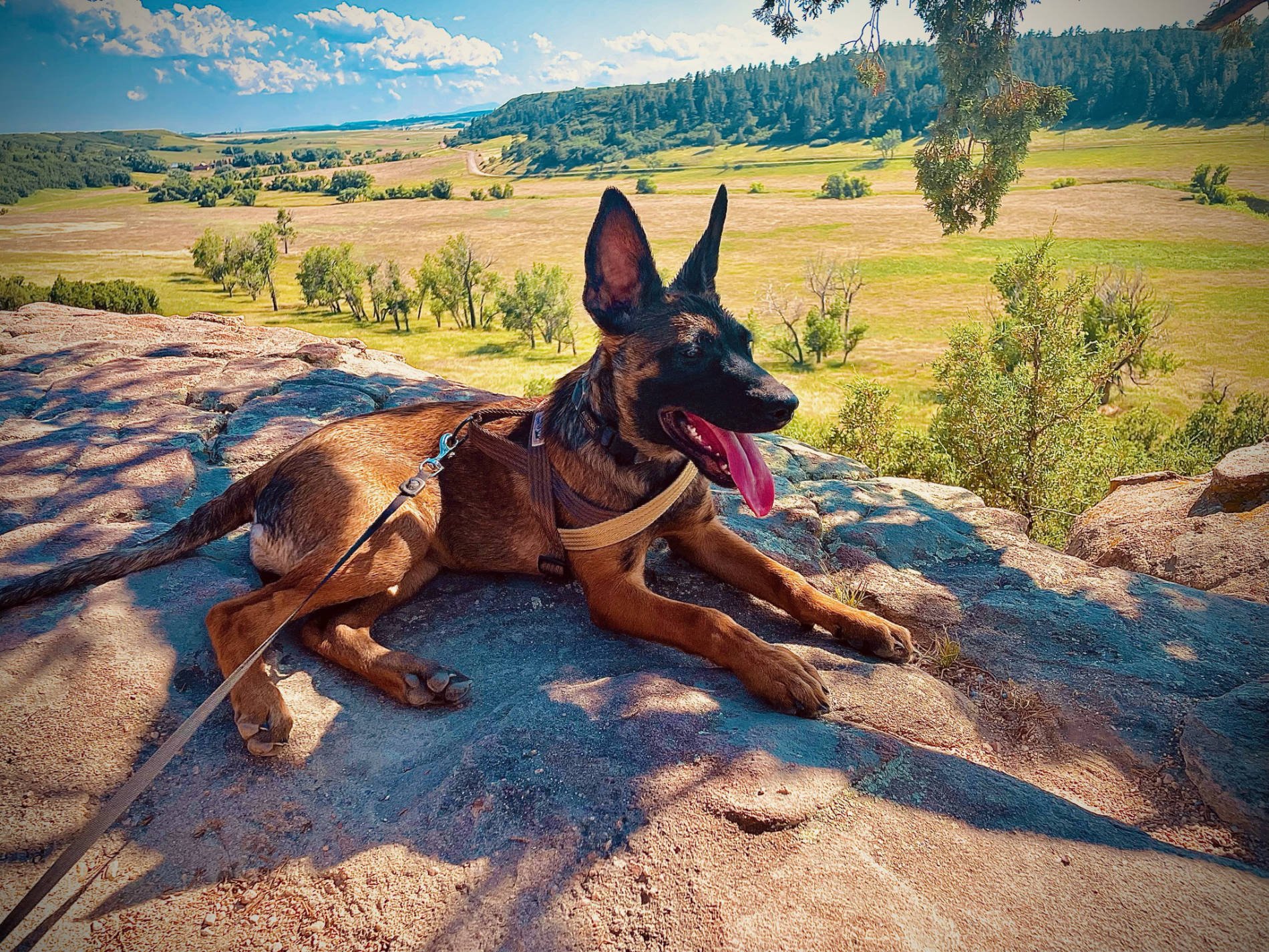 A tan dog and a black dog resting together in a wooded area.