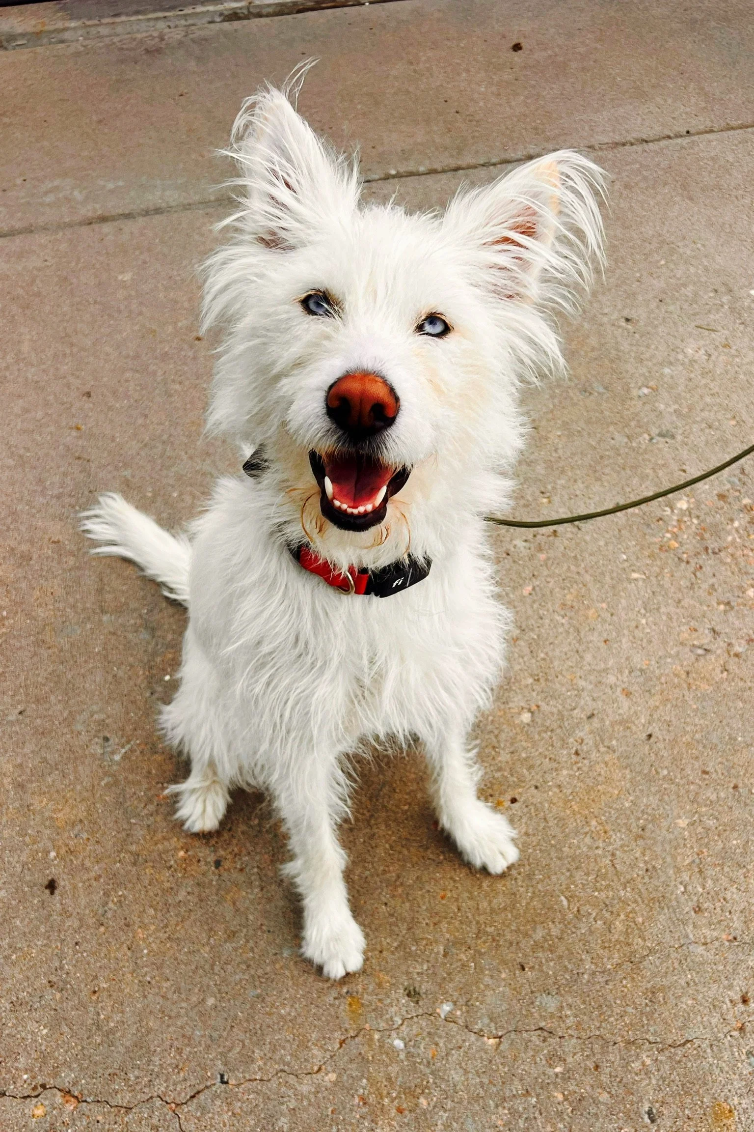 A small white dog looking up at the camera outdoors.