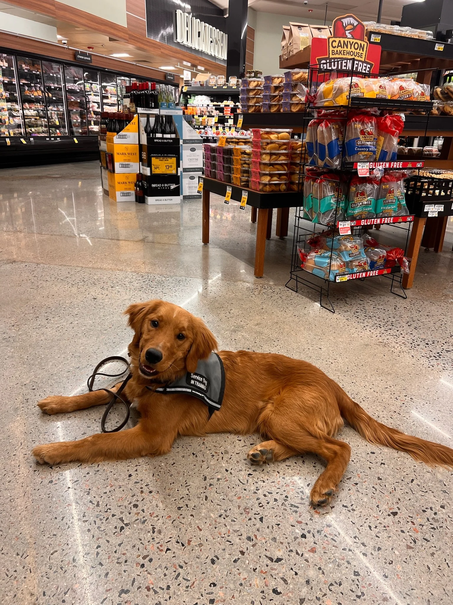 A golden-colored dog wearing a vest lying on a store floor.