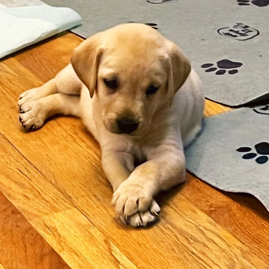 A yellow puppy lying on a wooden floor beside a paw-print mat.