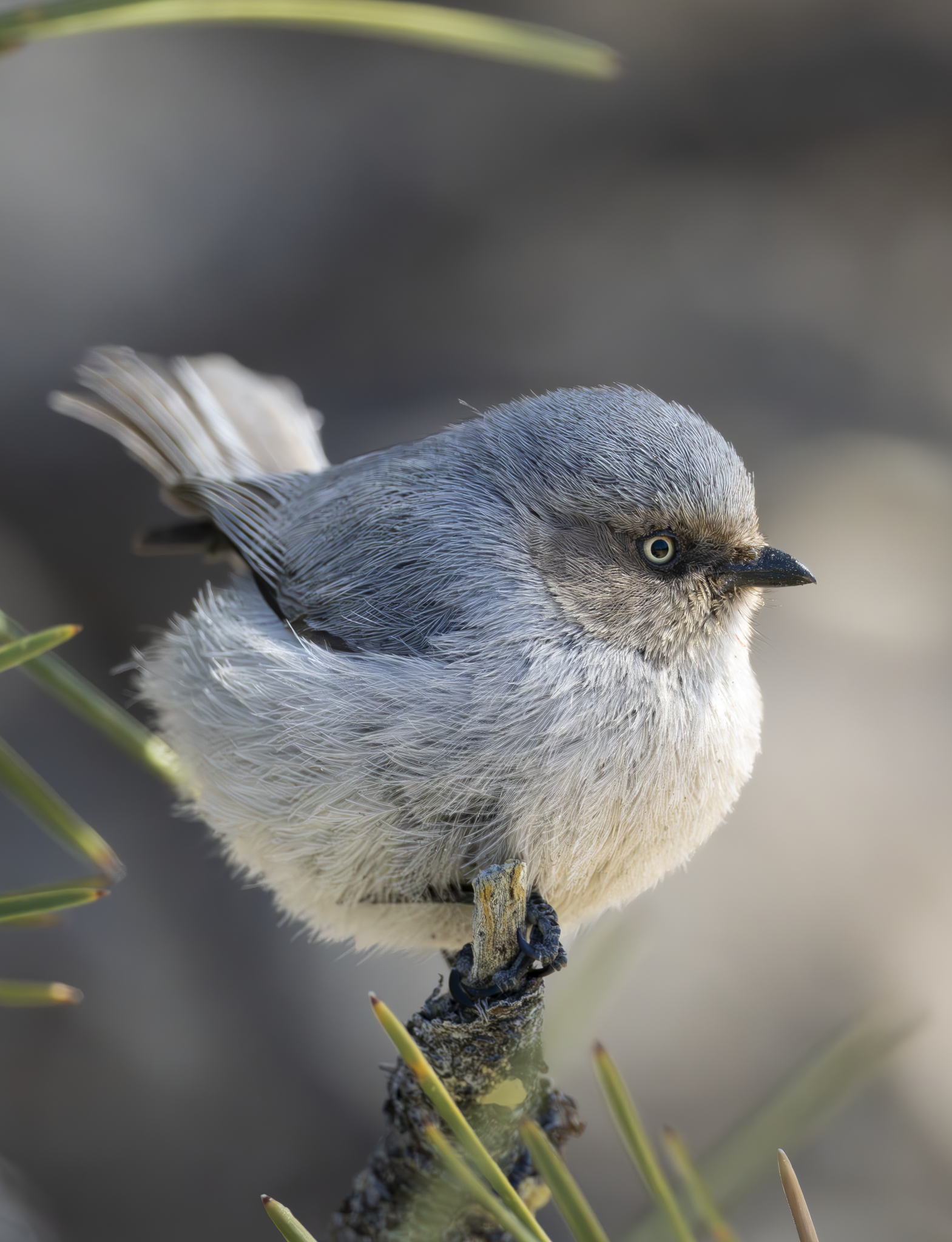 Bushtit1.png