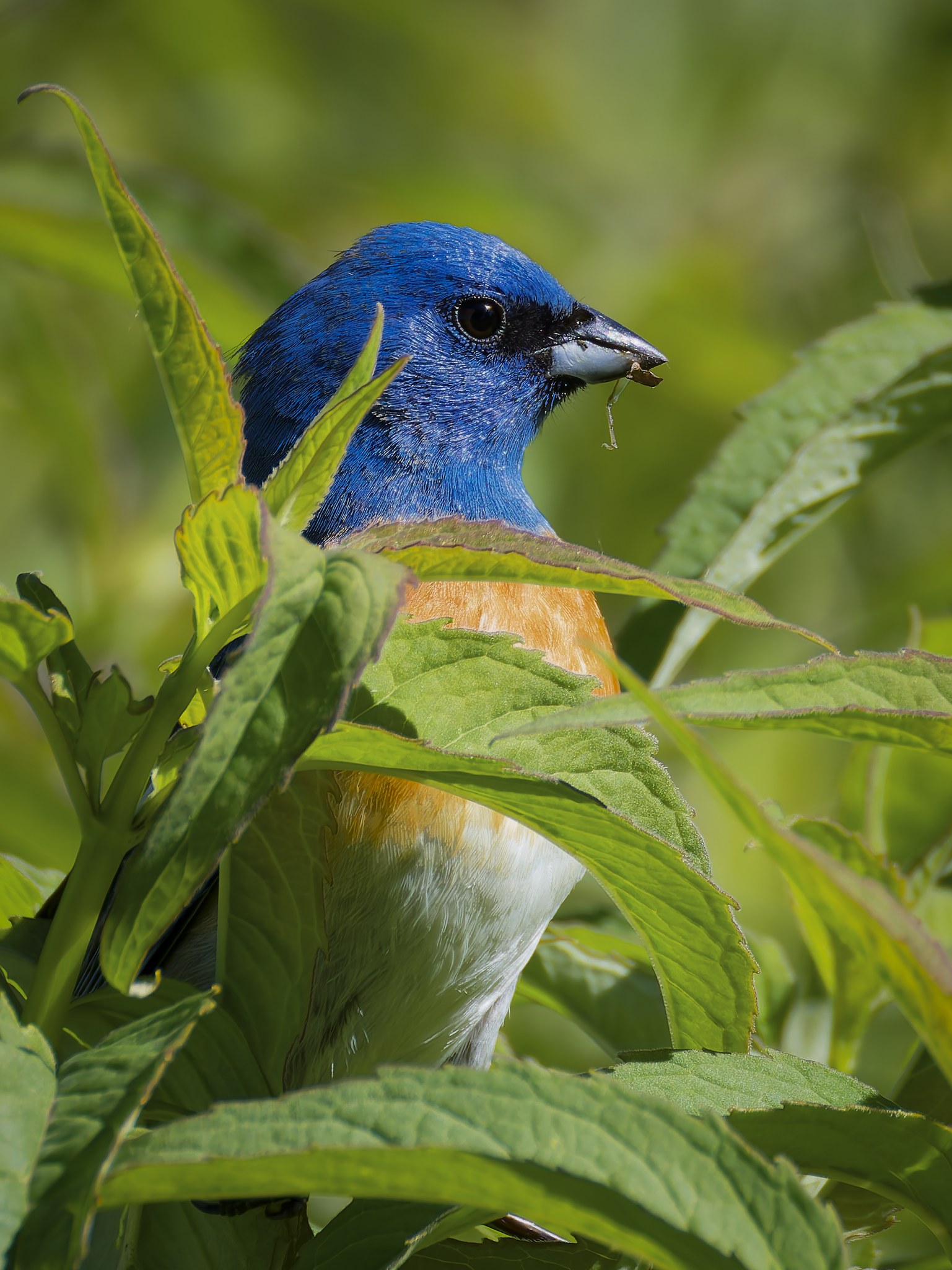 Lazuli Bunting.png