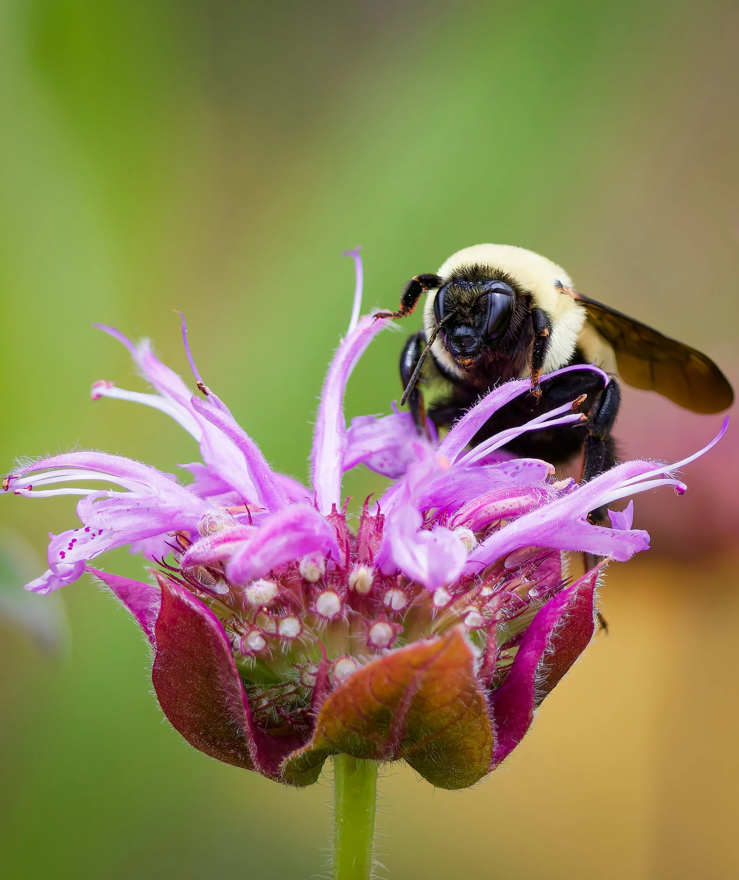 Foraging Bee