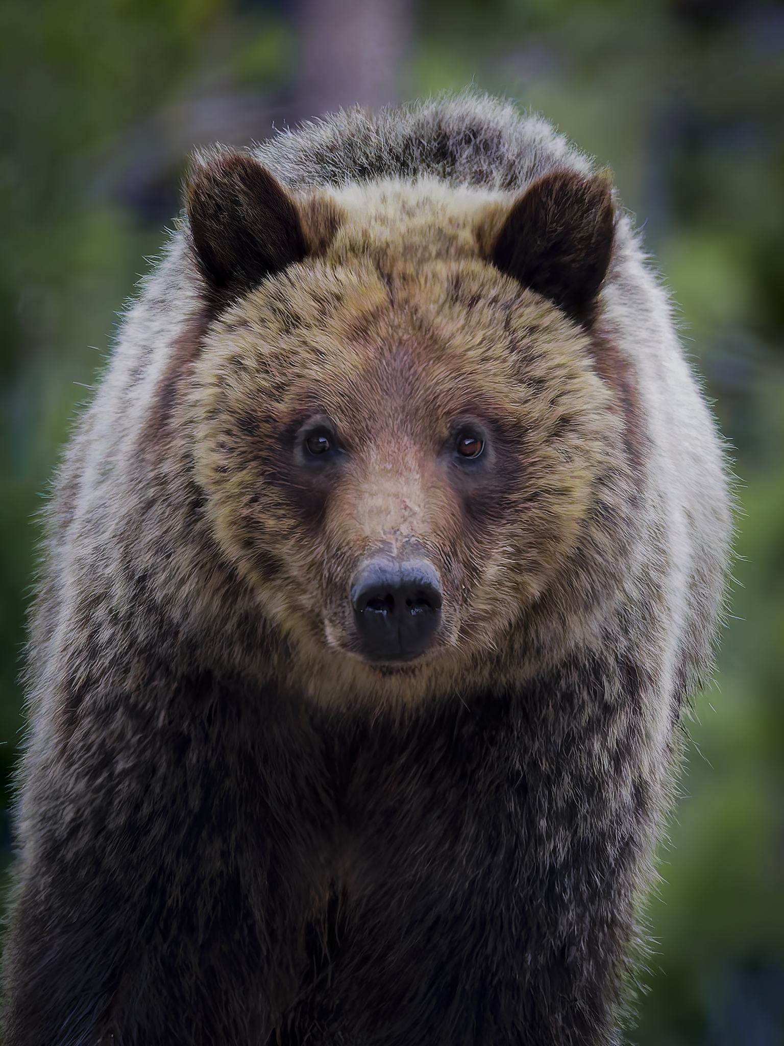 Bear 7.png