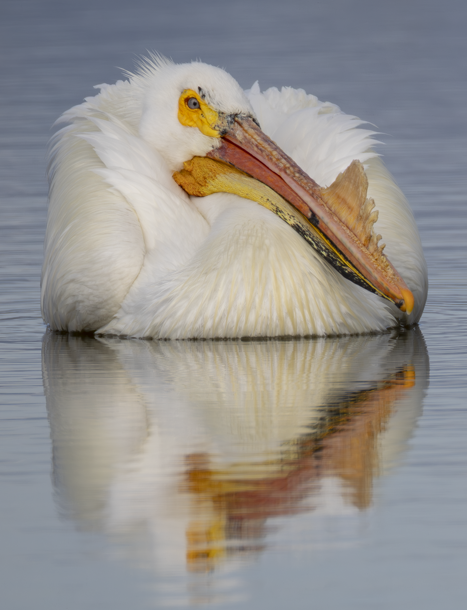 Pelican 1.png