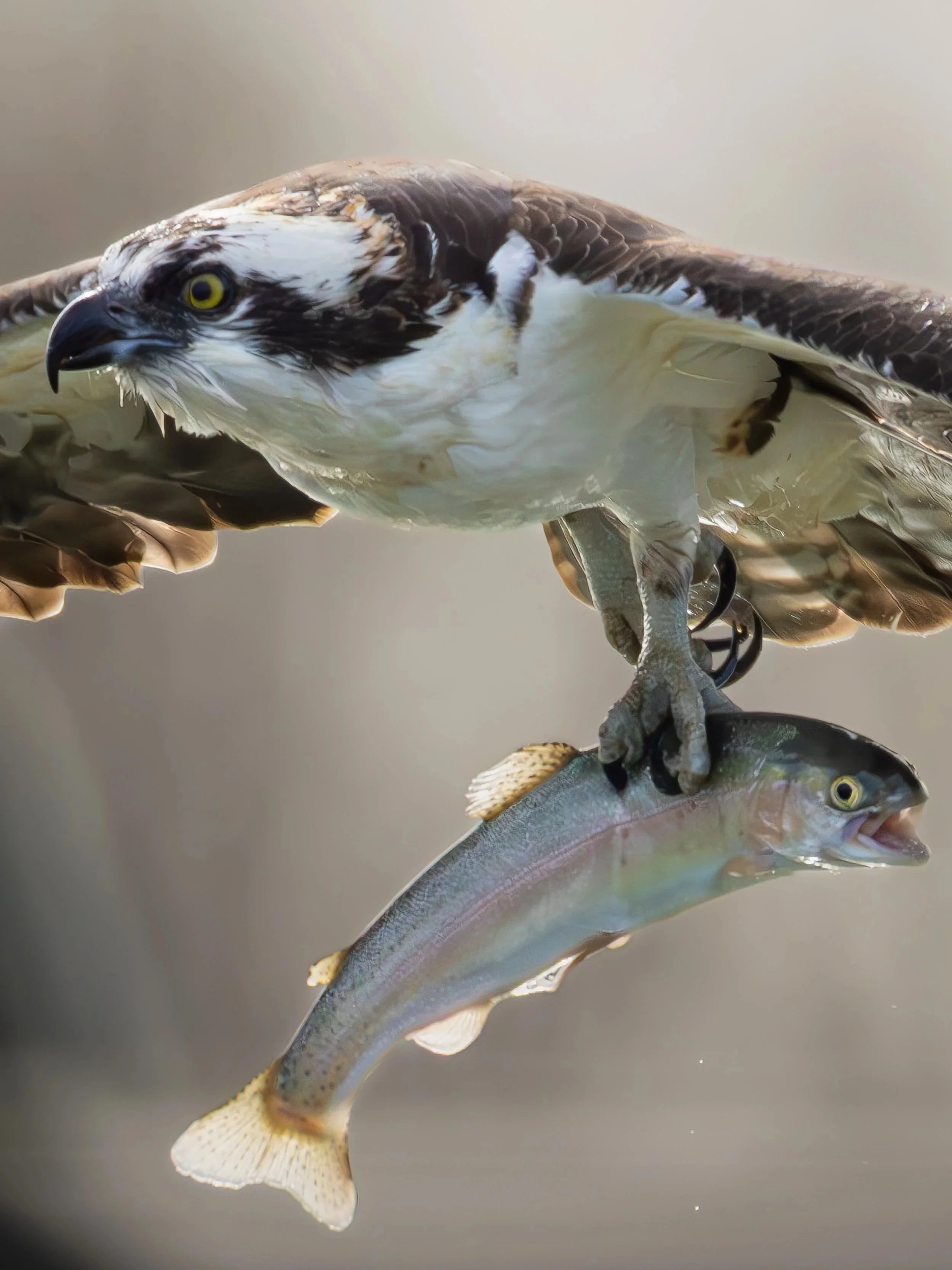 Osprey+5_Up.jpg