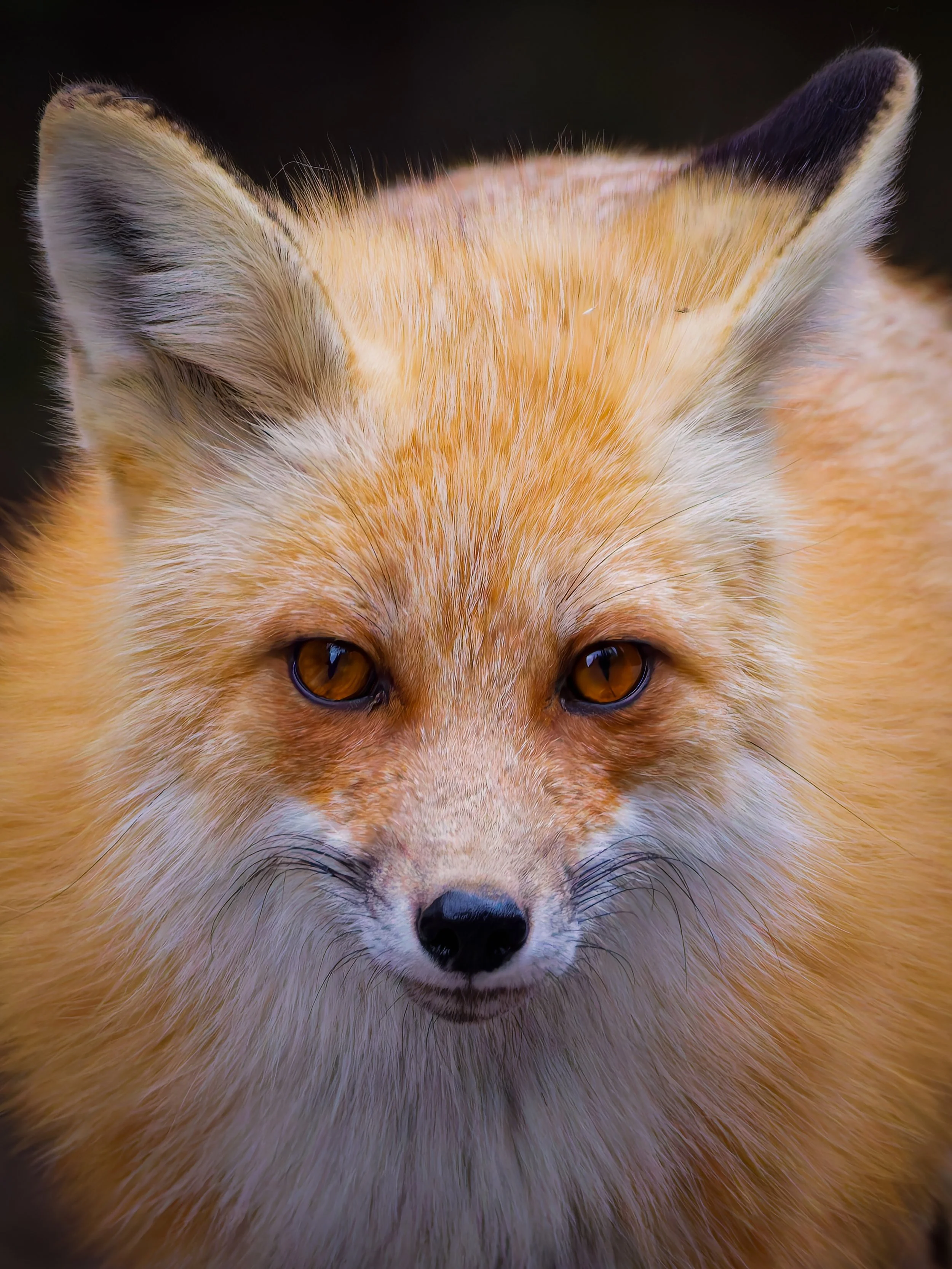 Fox Portrait