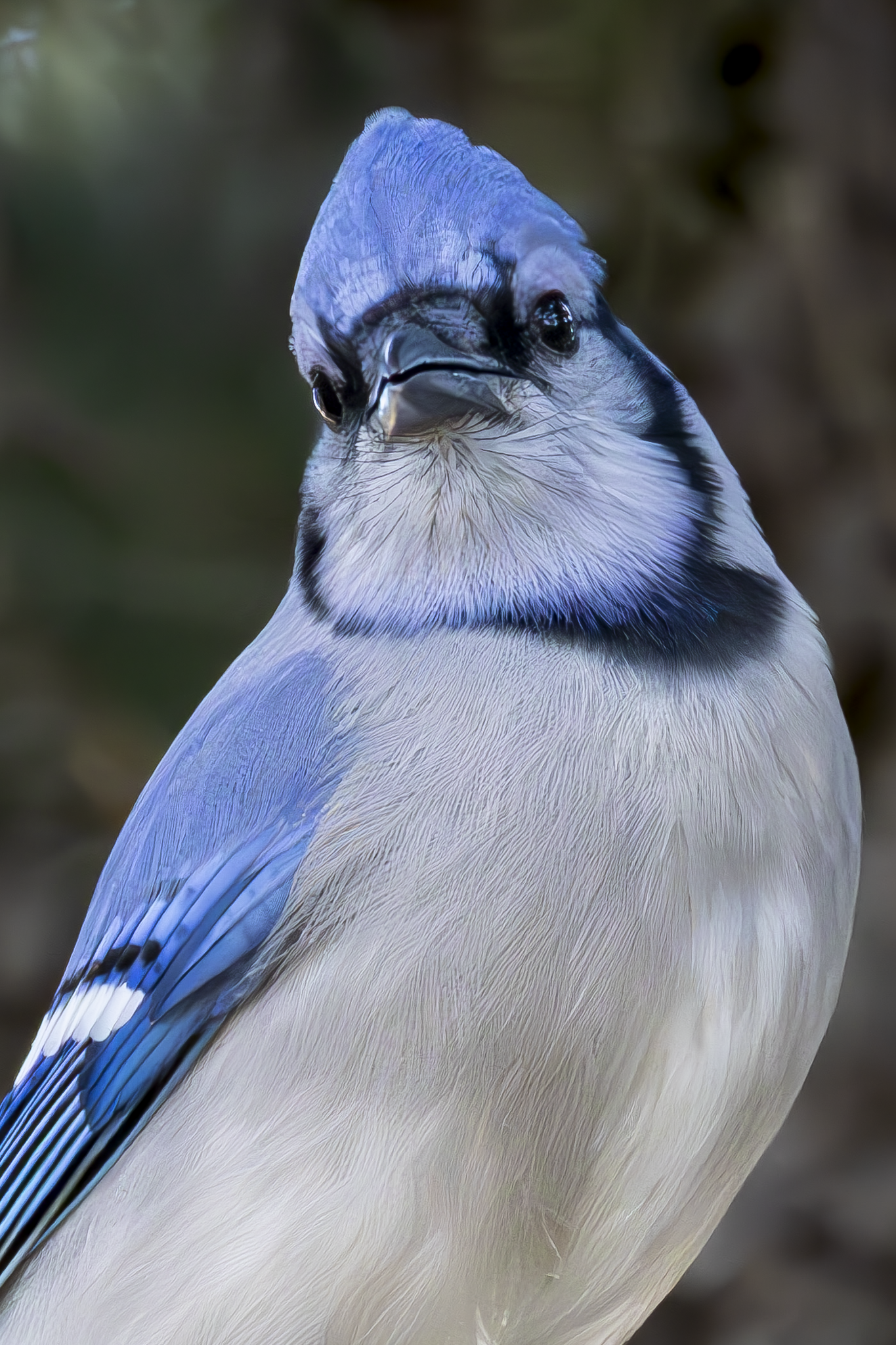 Blue Jay 2.png