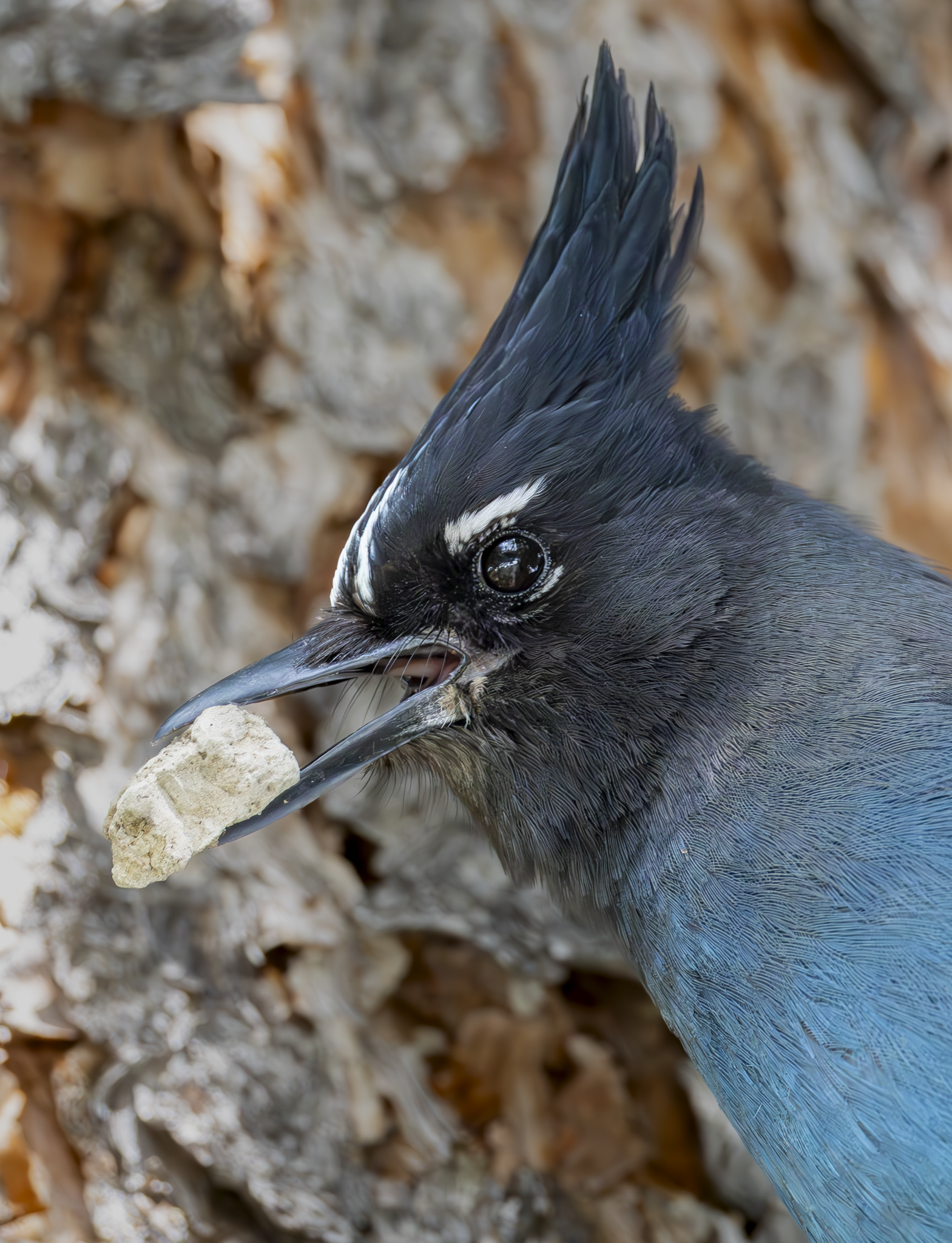 Blue Jay 1.png