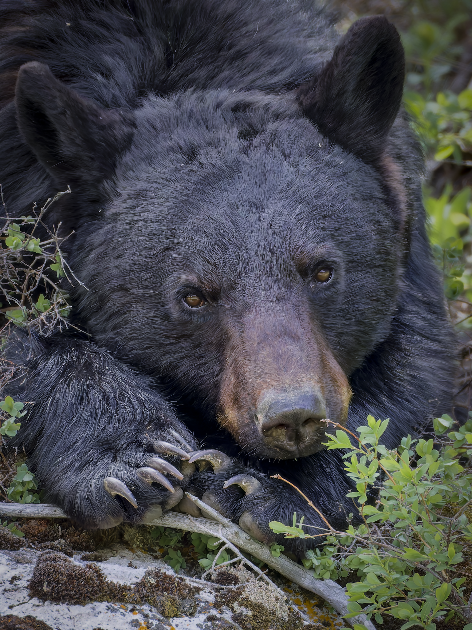 Bear 2.png