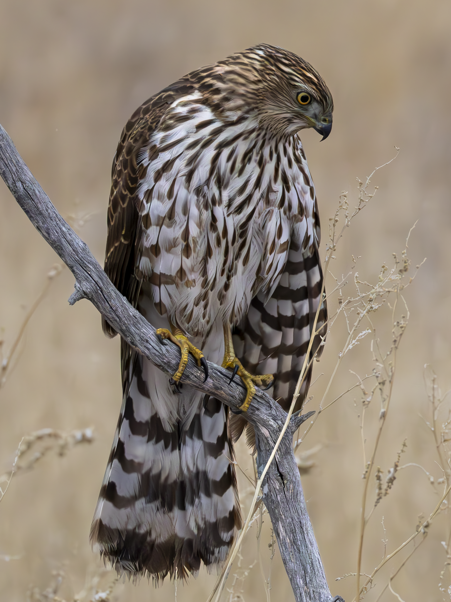 Coopers Hawk 1.png
