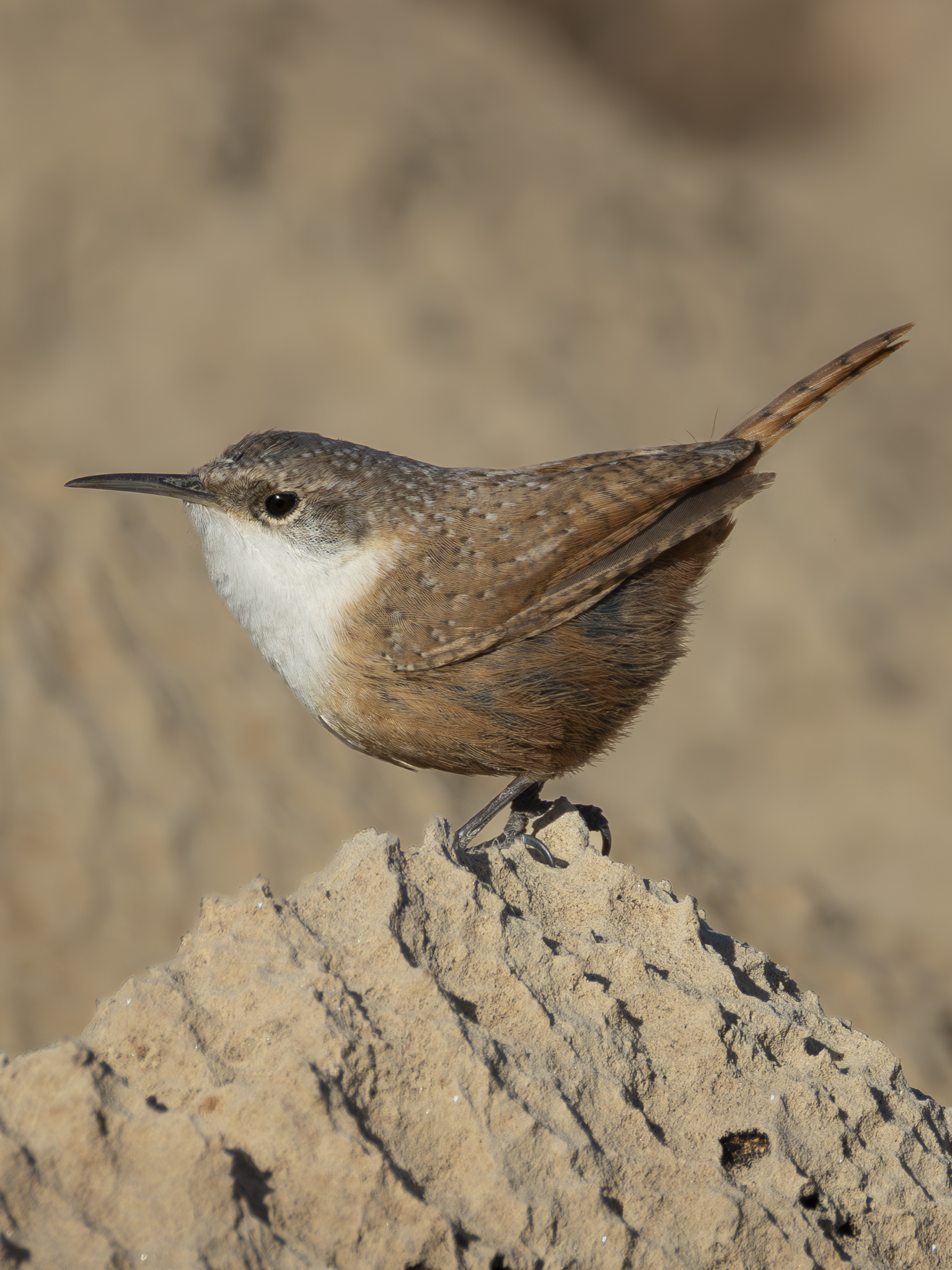 Rock Wren.png