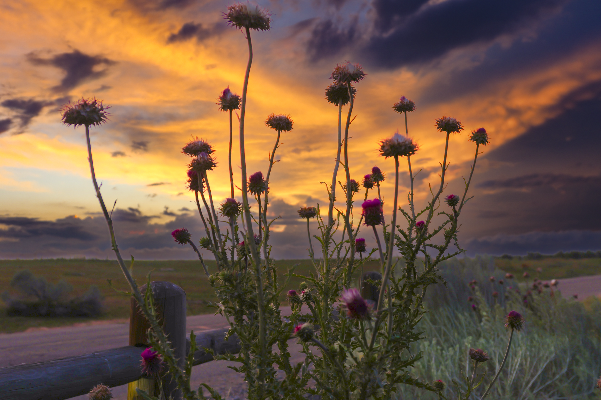 Sunset 1.png