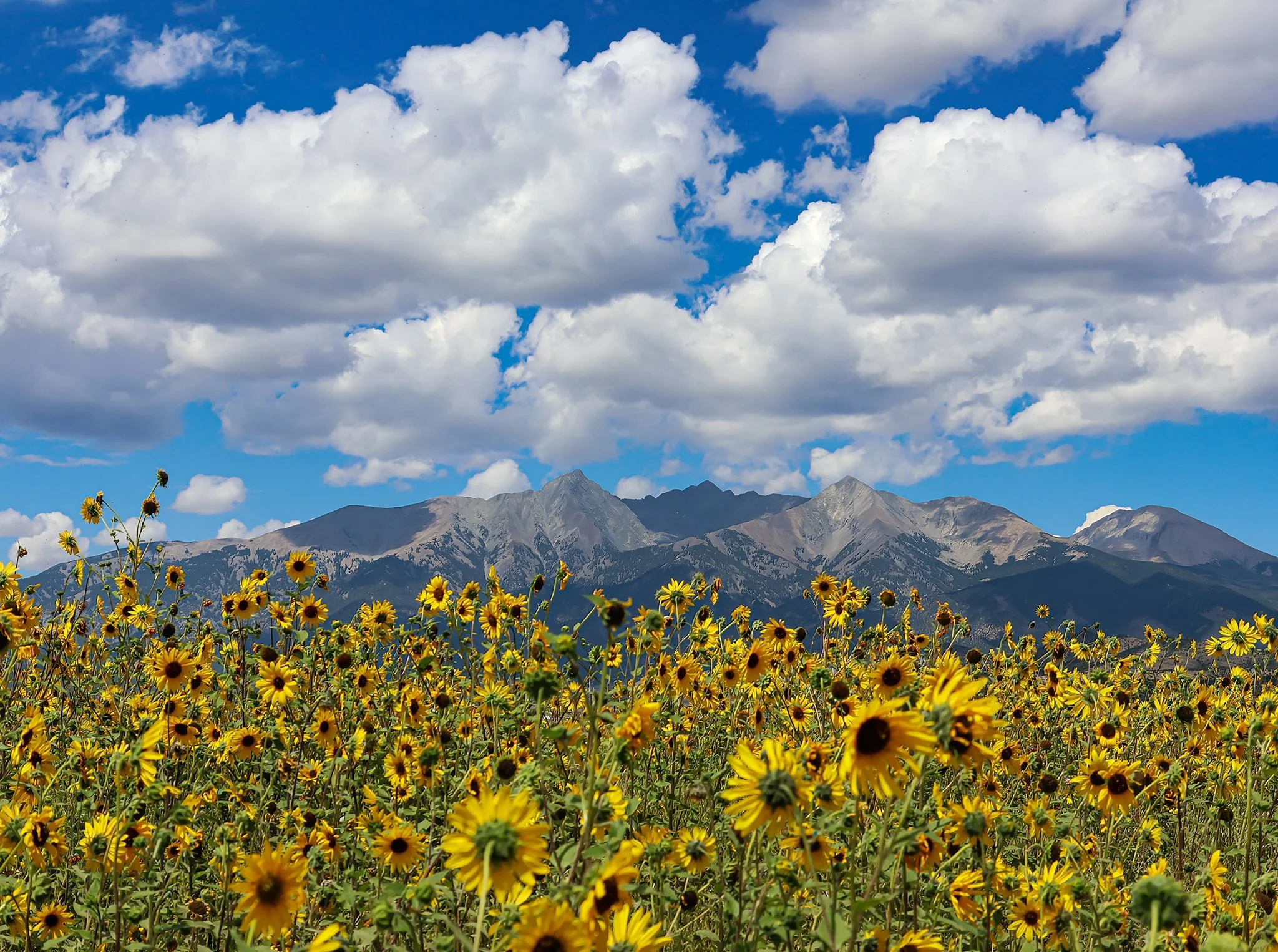 Sunflowers 1.jpg