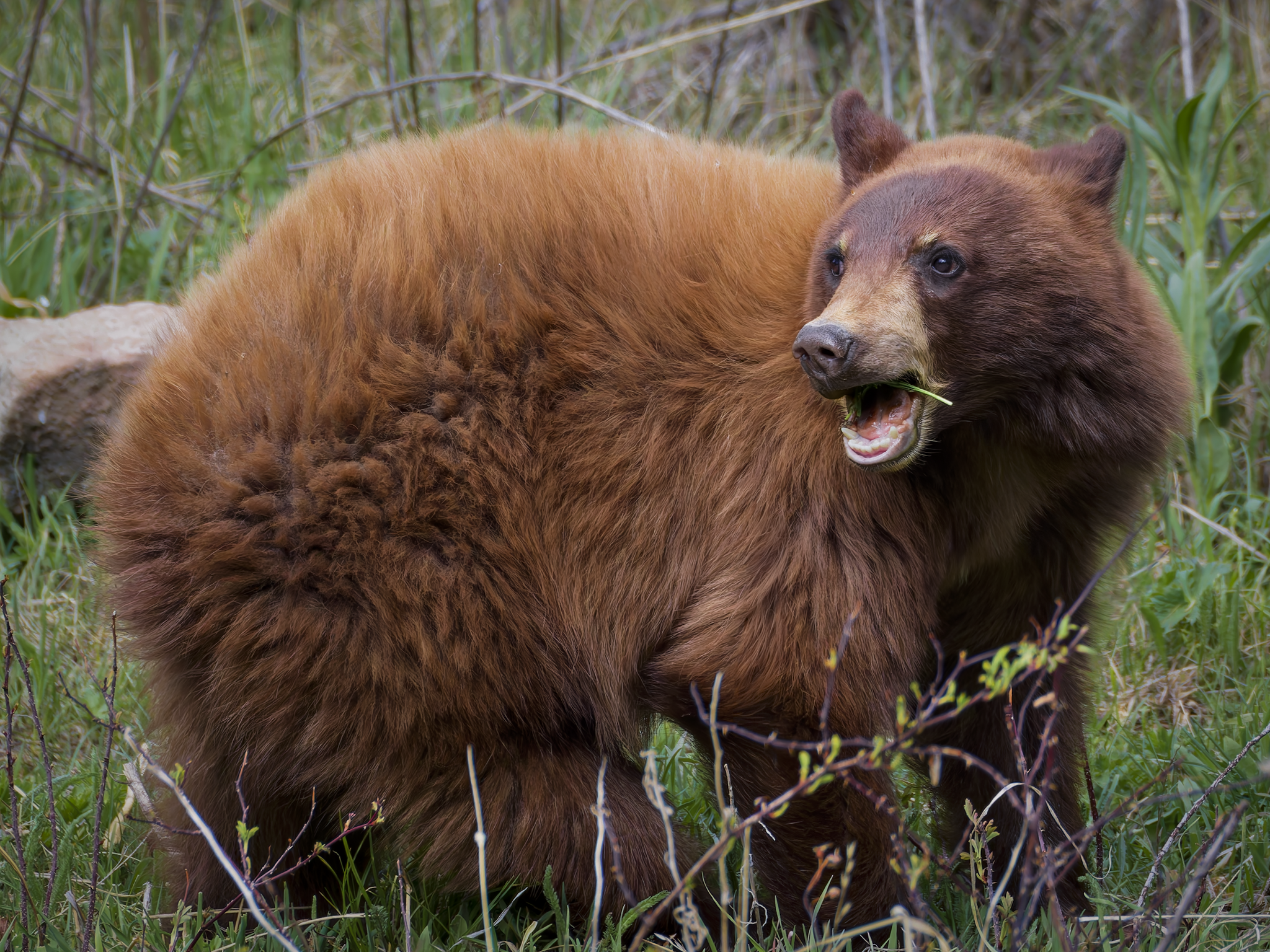 Bear 10.png