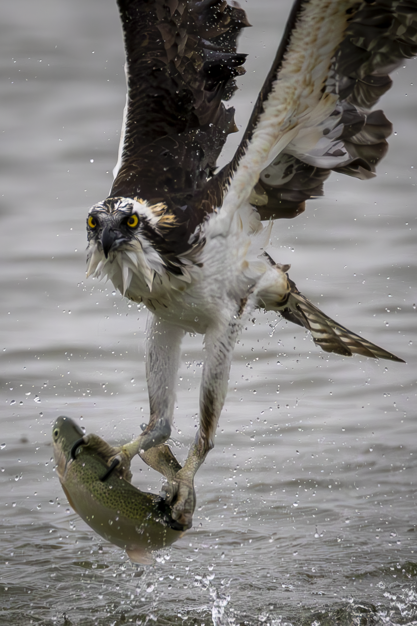 Osprey 3.png