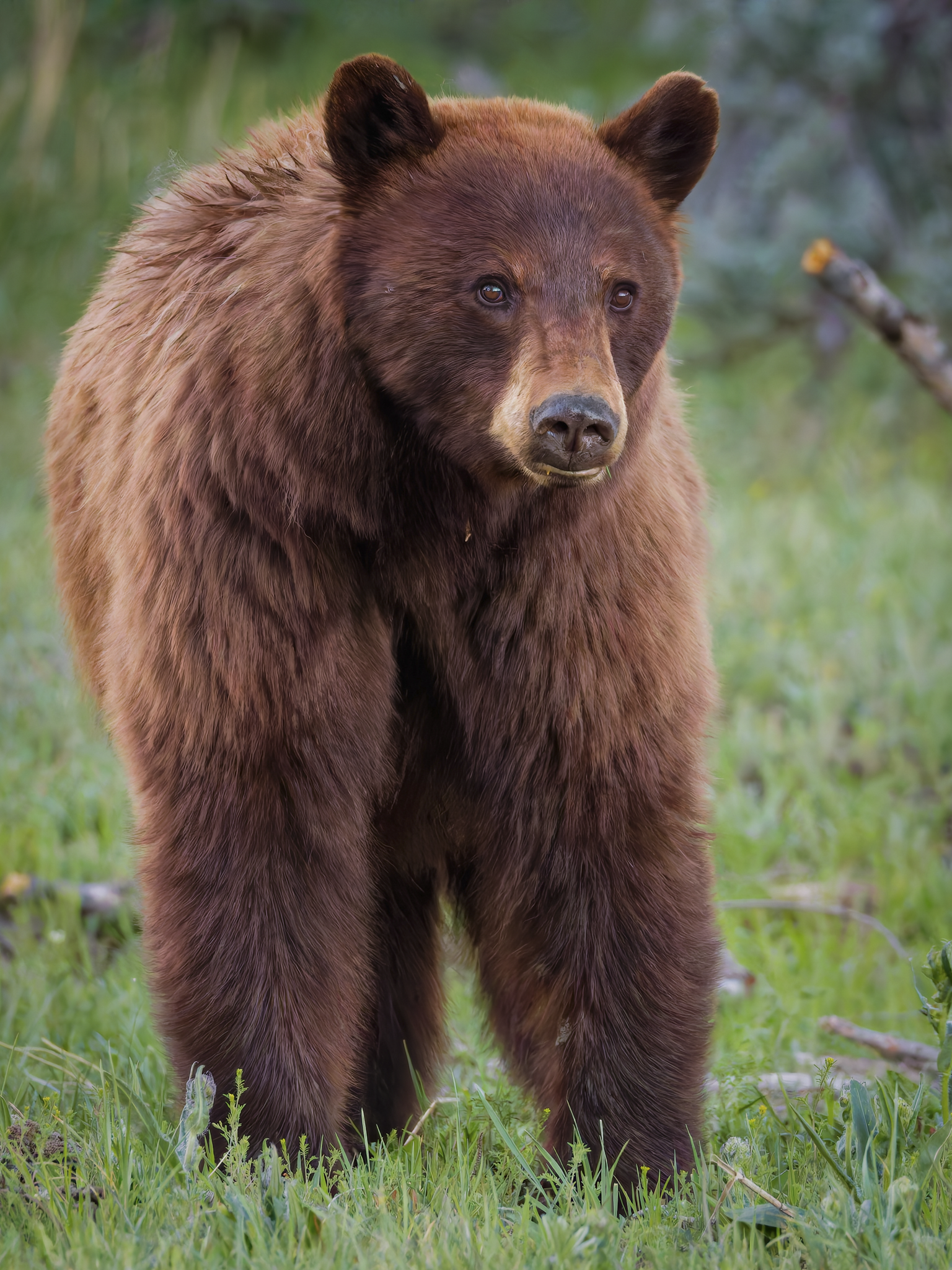 Bear 10-2.png