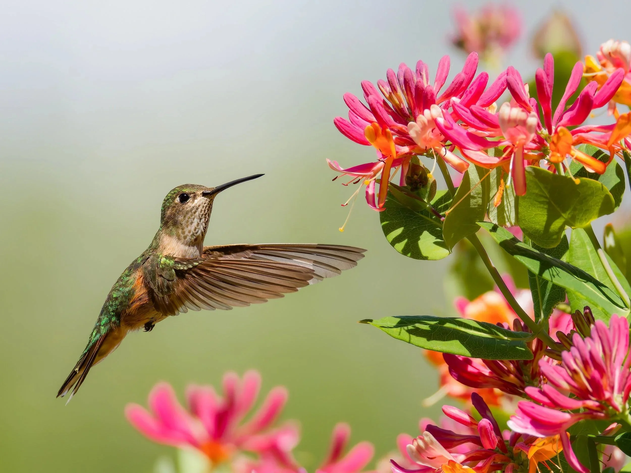 Hovering Hummingbird
