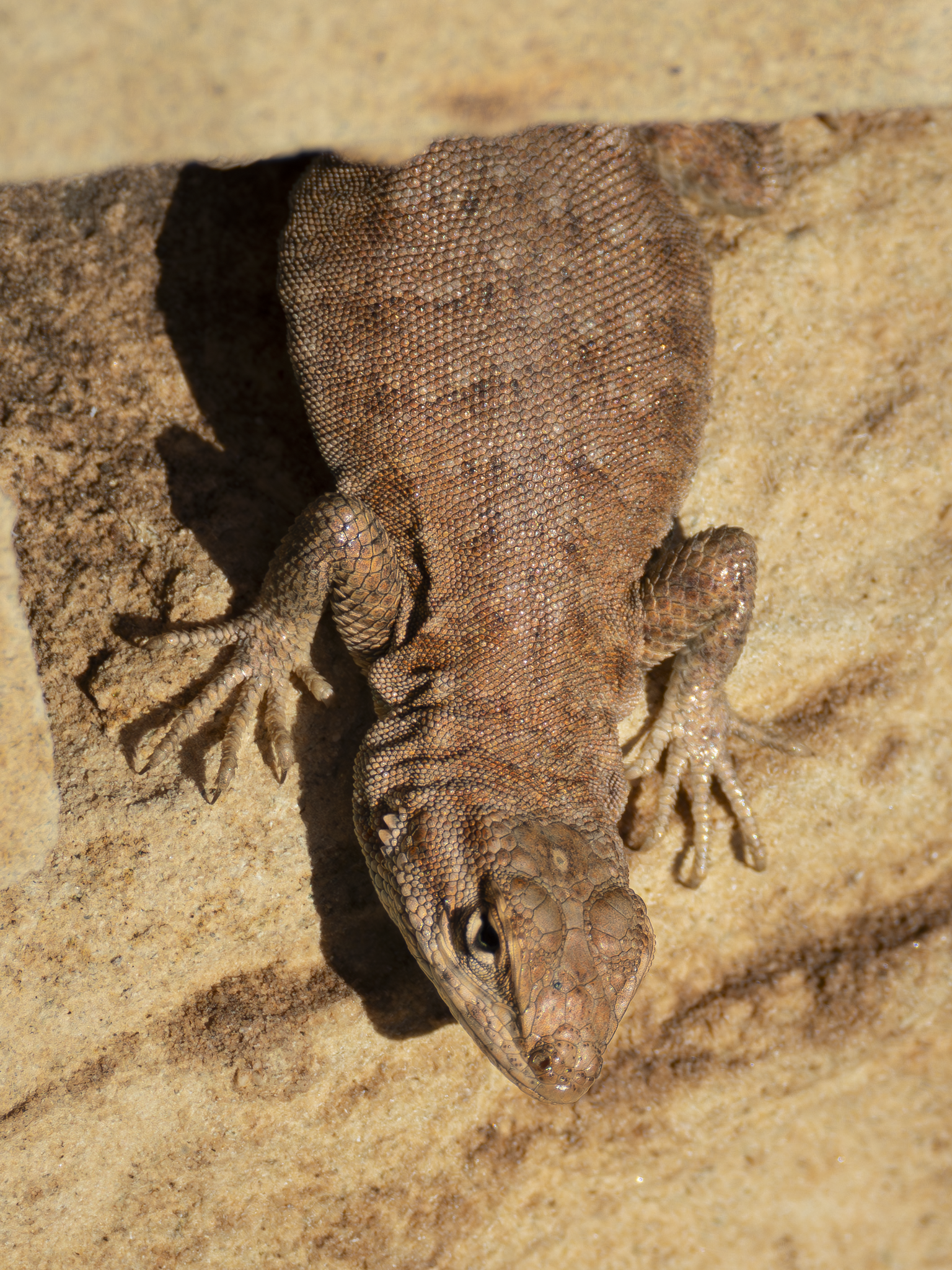 Lizard 3.png