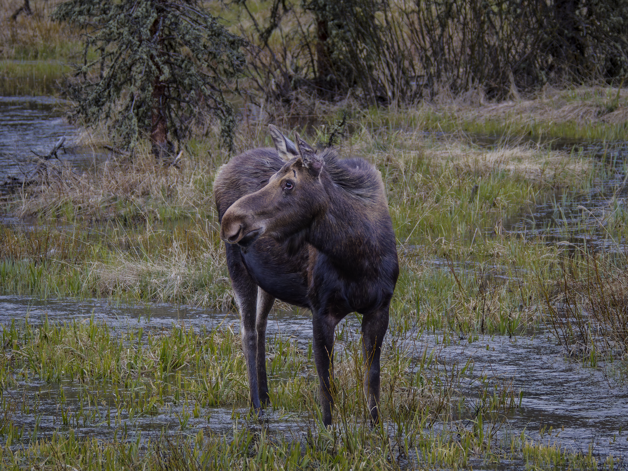 Moose 1.png