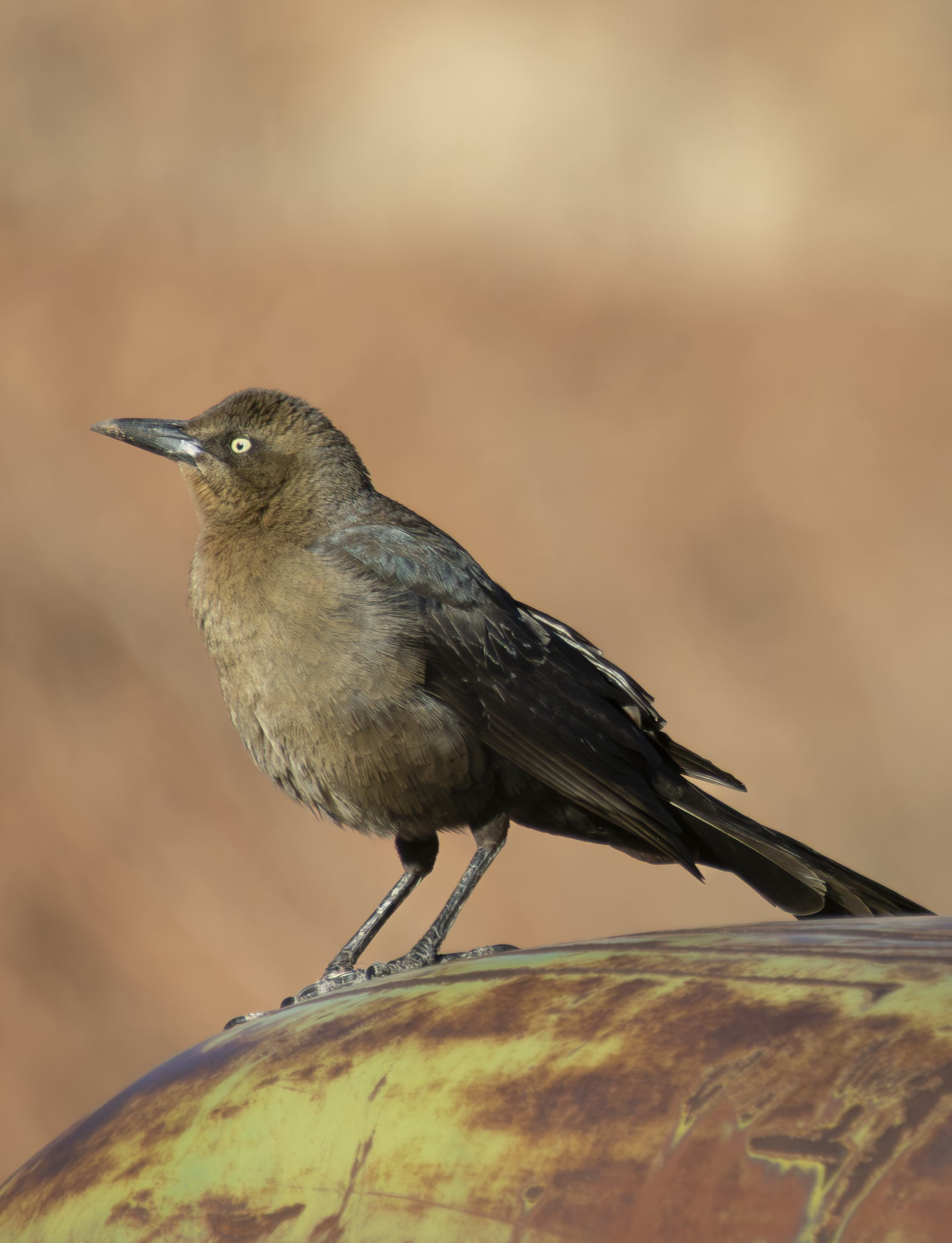 Grackle 1.png