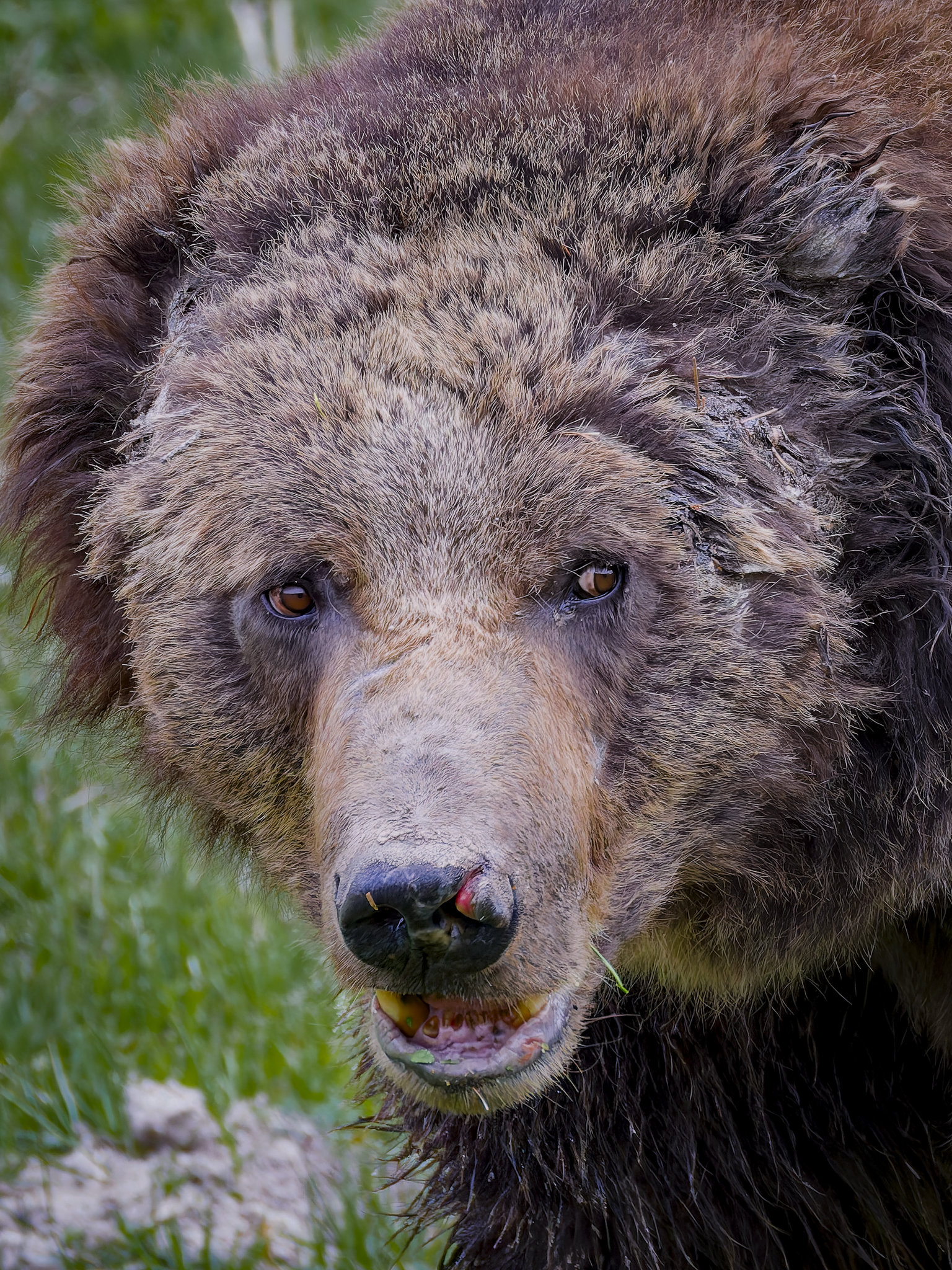 Bear 1.png