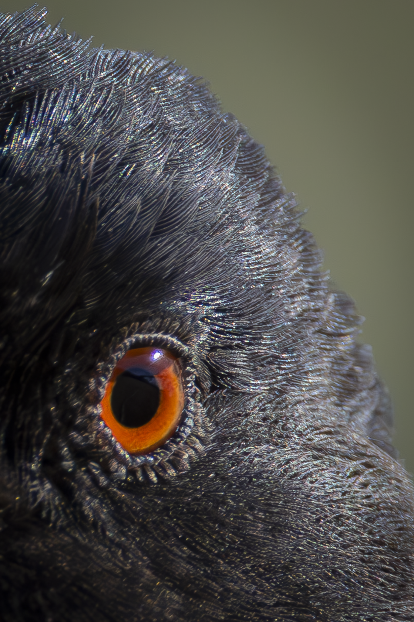 Towhee 2.png