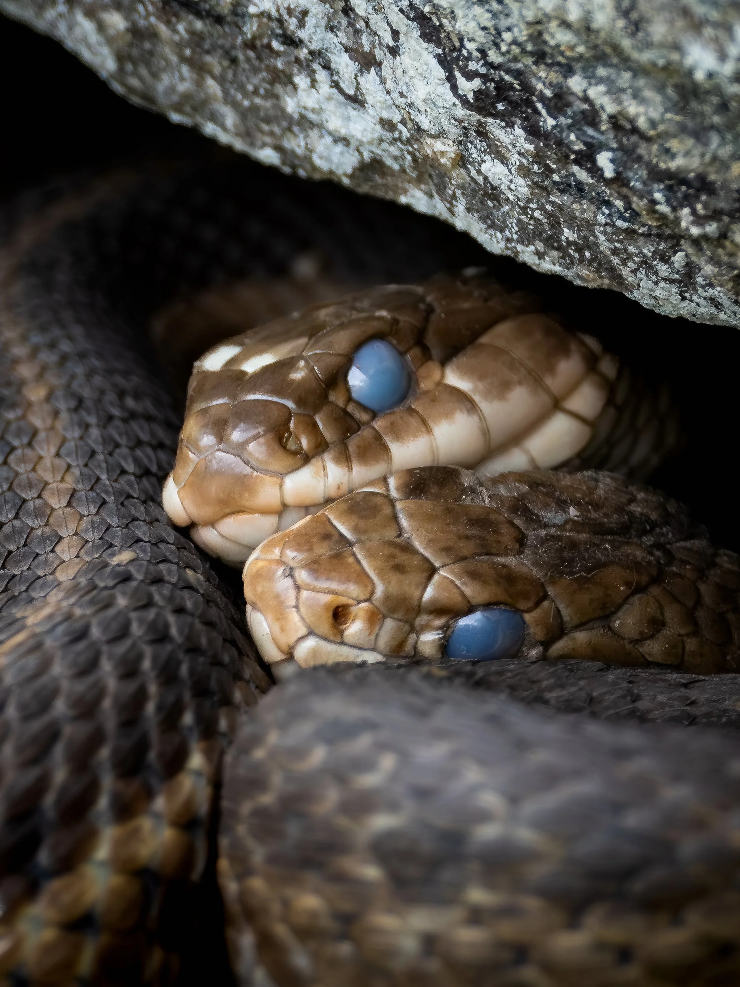 Snakes Cuddling