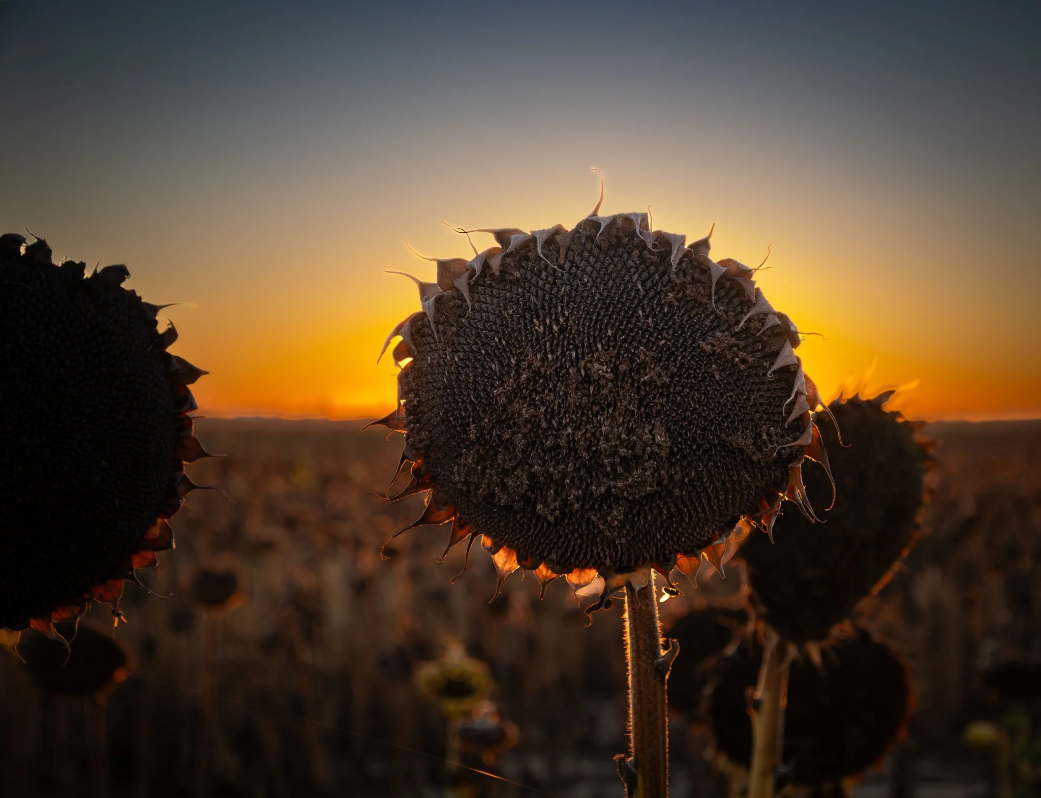 Sunflower 1.jpg