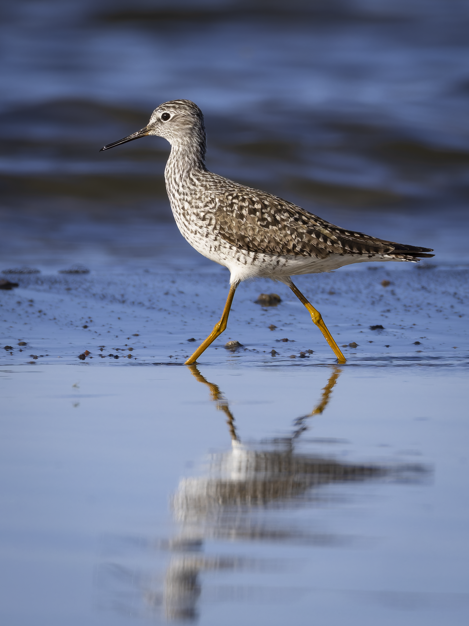 Yellowleg.png