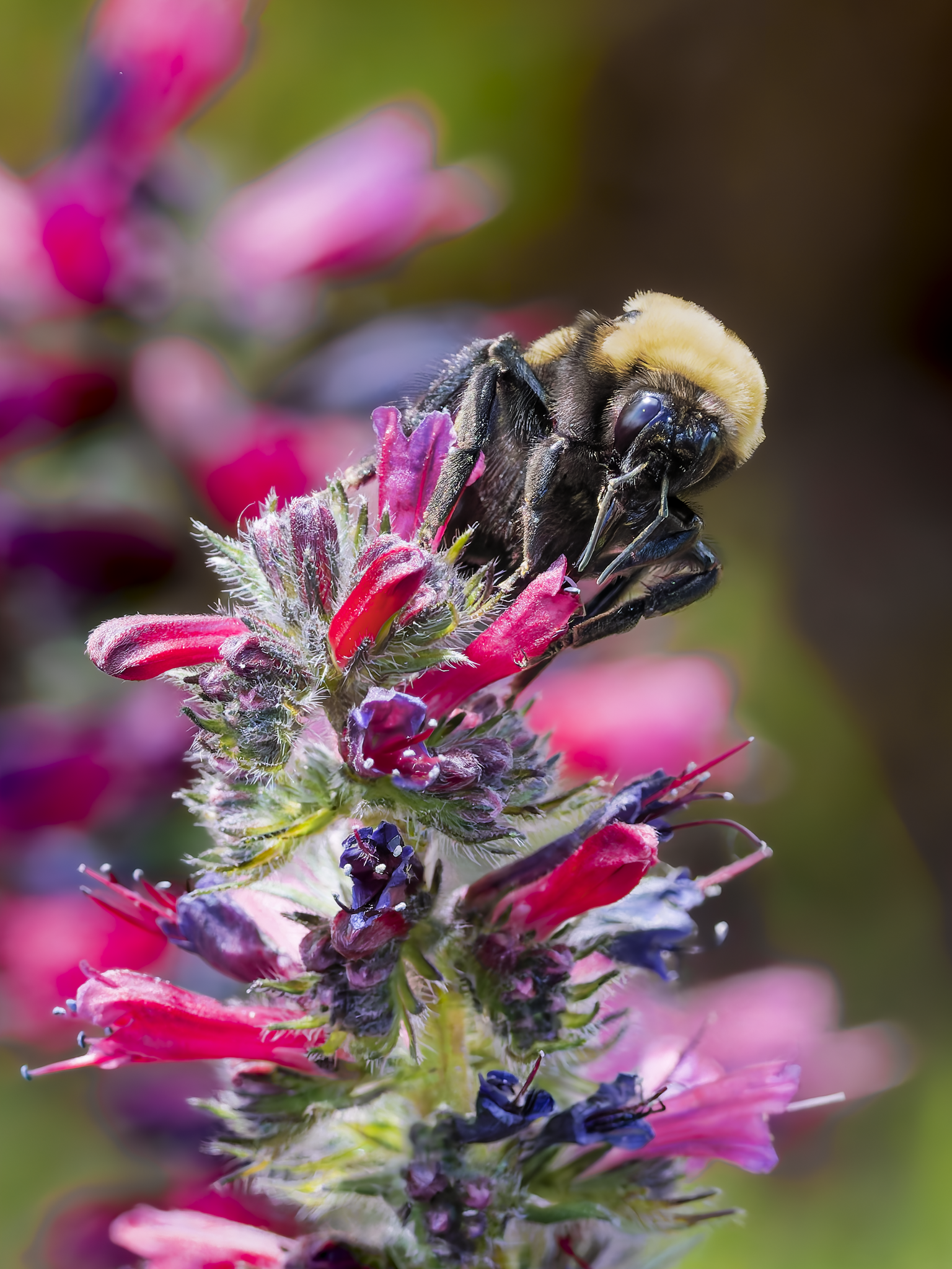 Bee 2.png