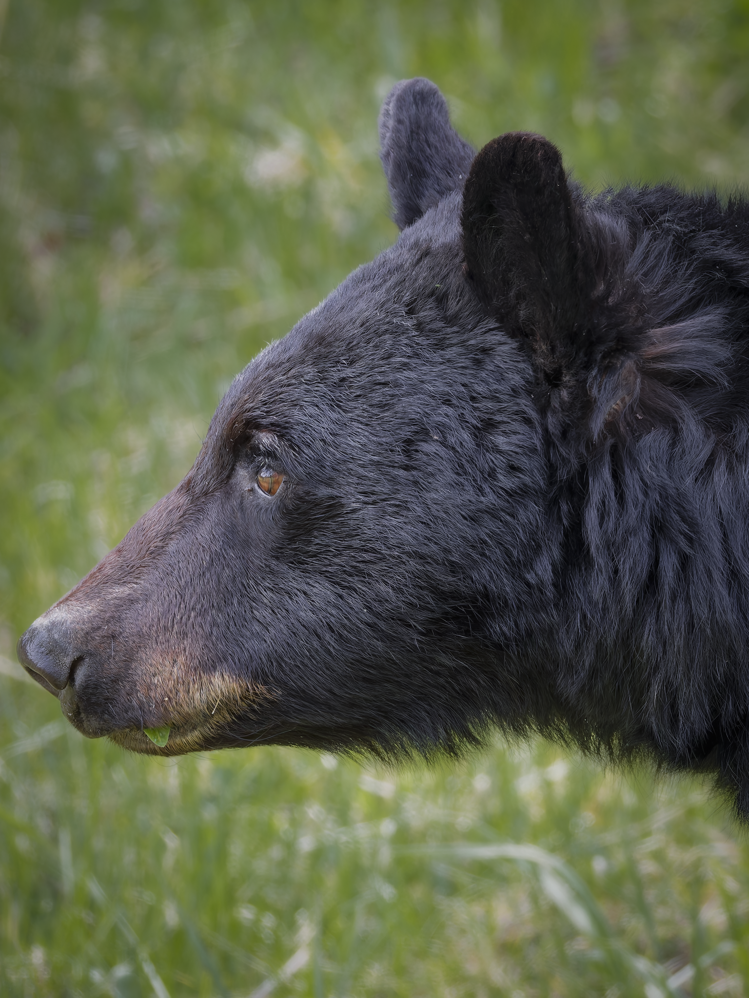 Bear 4.png