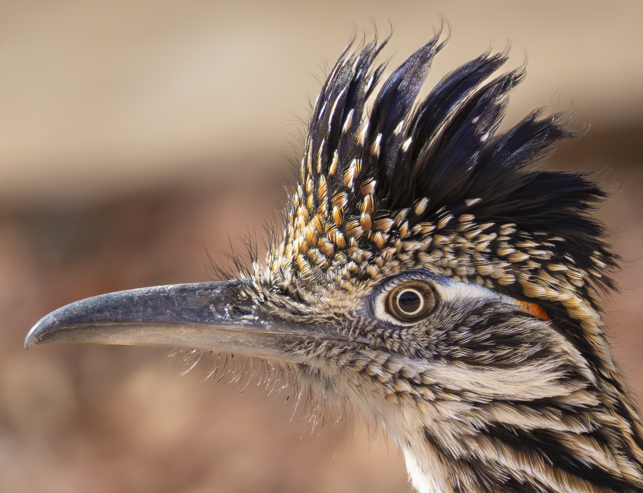 Road Runner 1.png