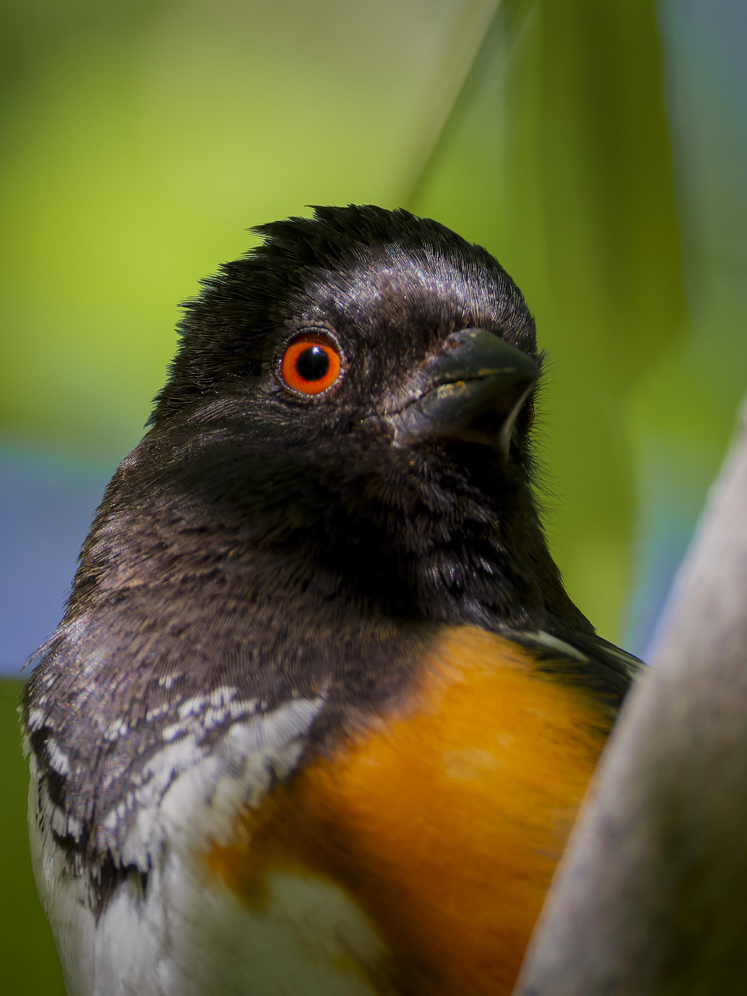 Towhee.png