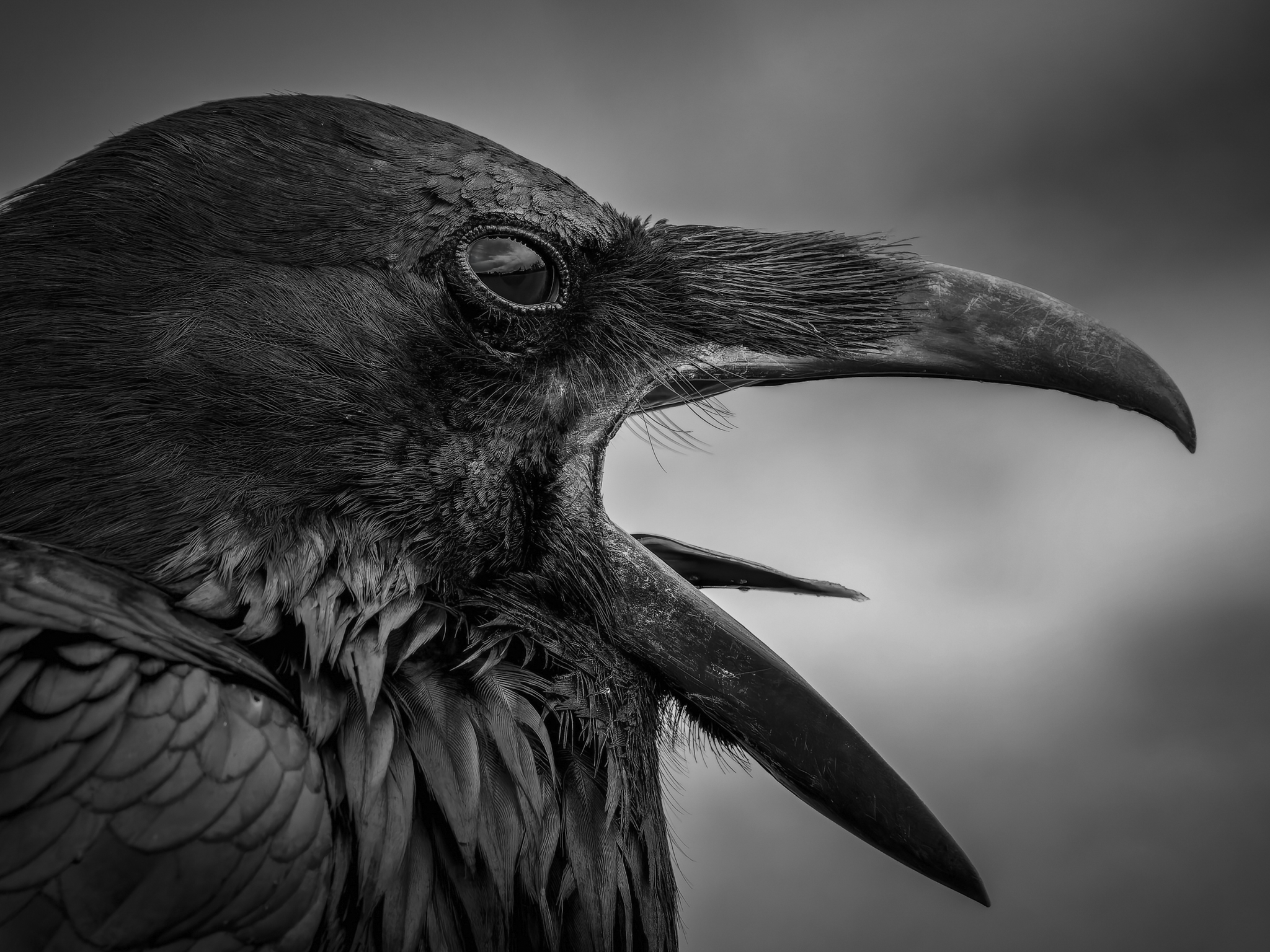 Raven 1.png