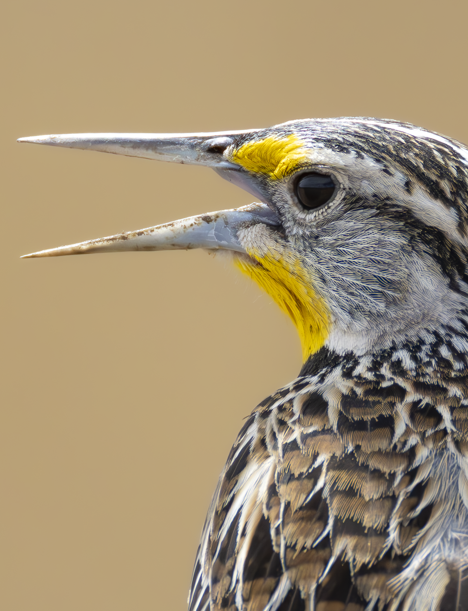 Meadowlark 1.png