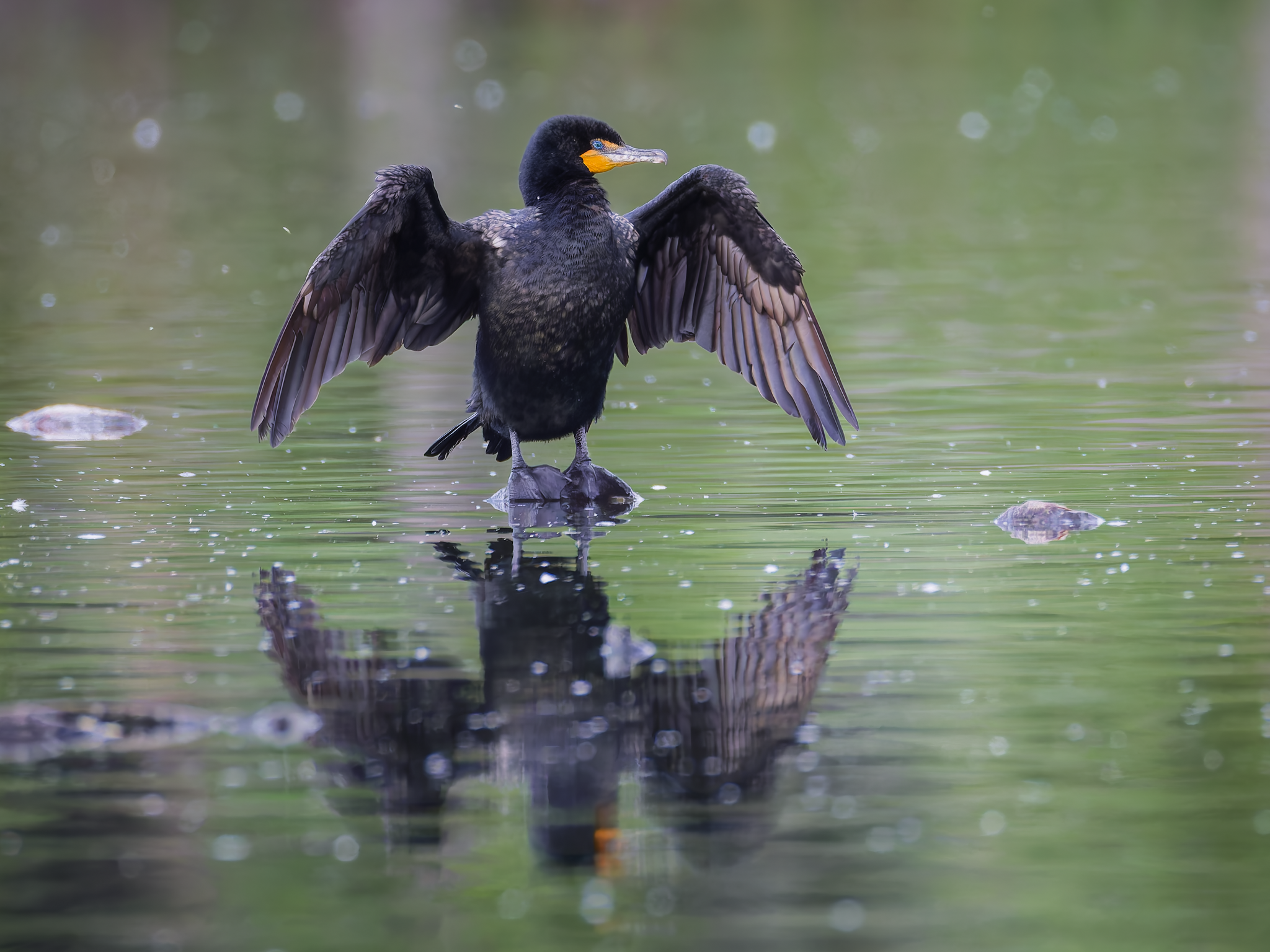 Cormorant 1.png