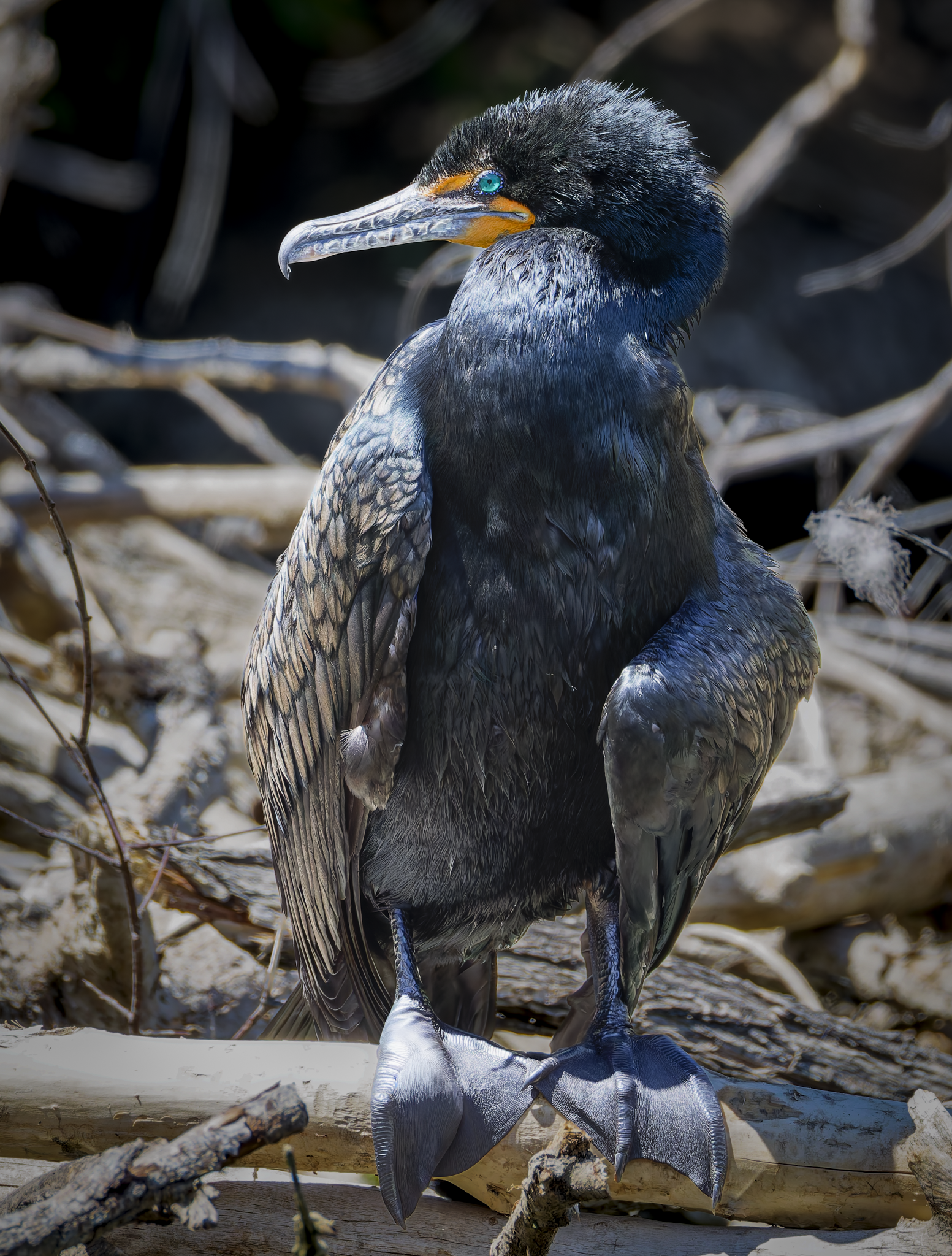 Cormorant 6.png