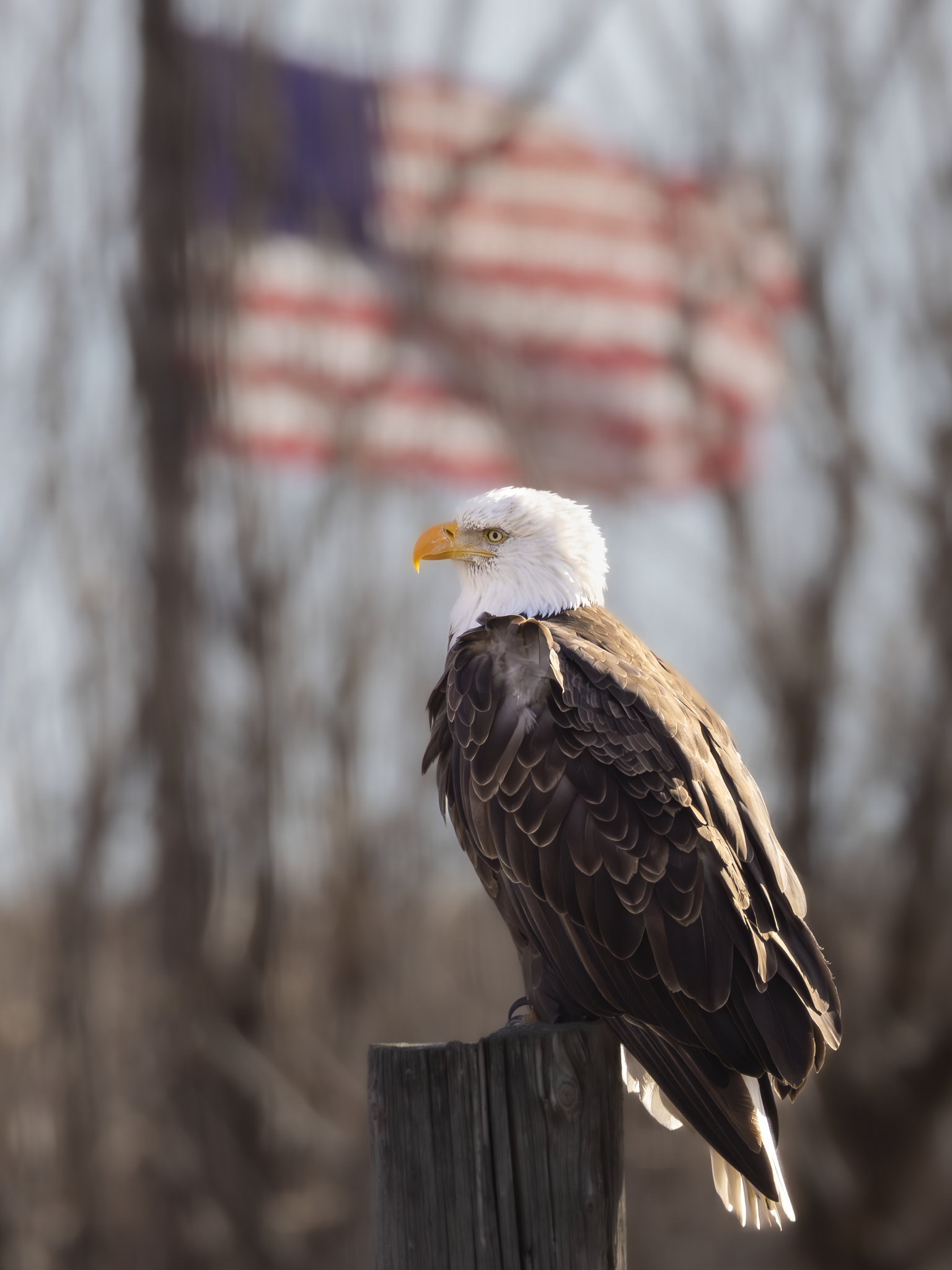 Eagle Flag 1.png