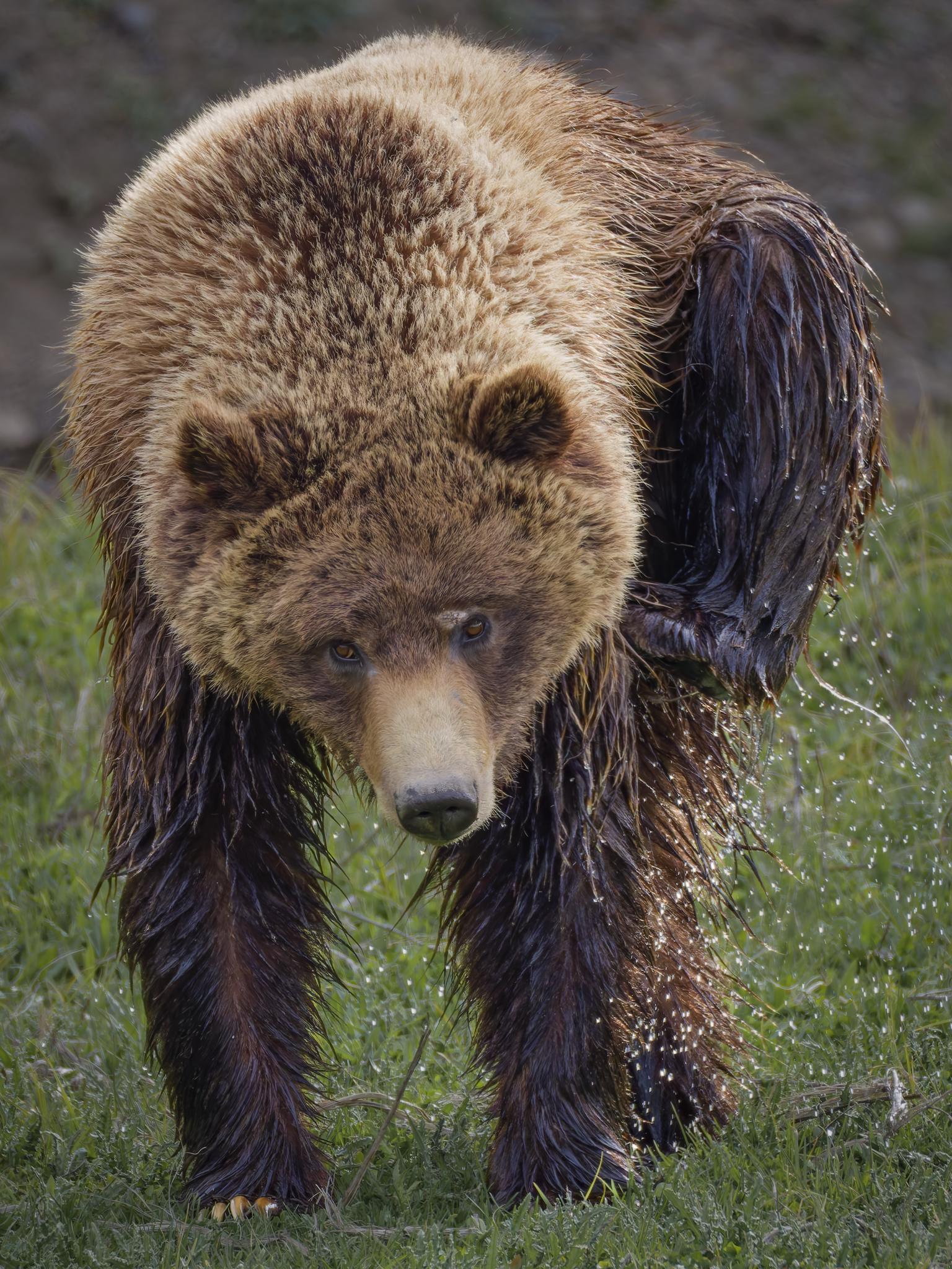 Bear 5.png
