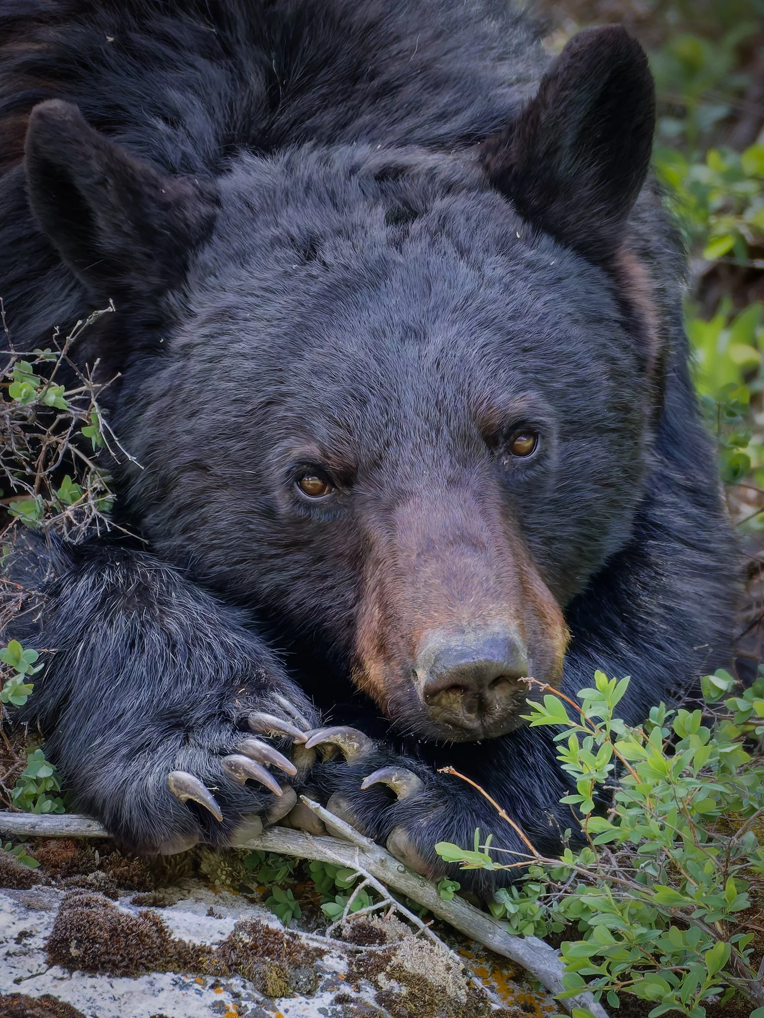Black Bear JPG.jpg