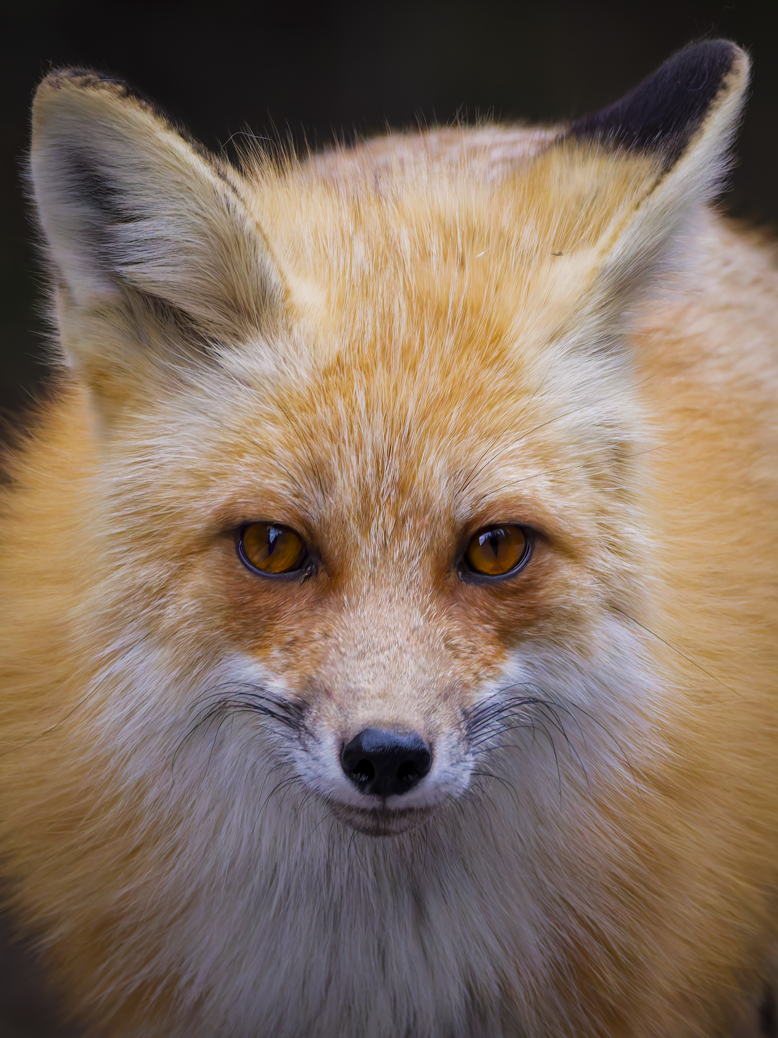 Fox 1.png