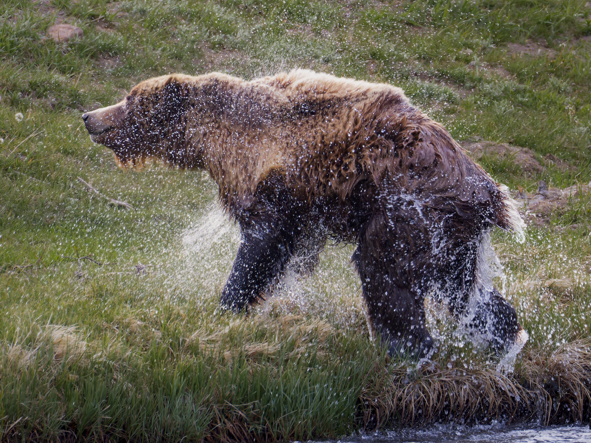 Bear 6.png