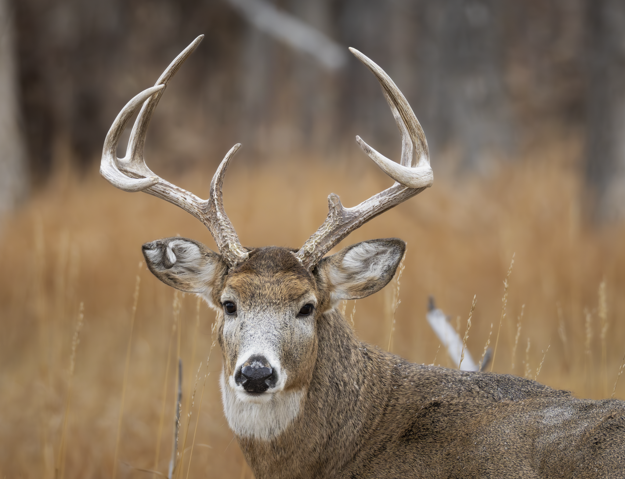 Buck 1.png