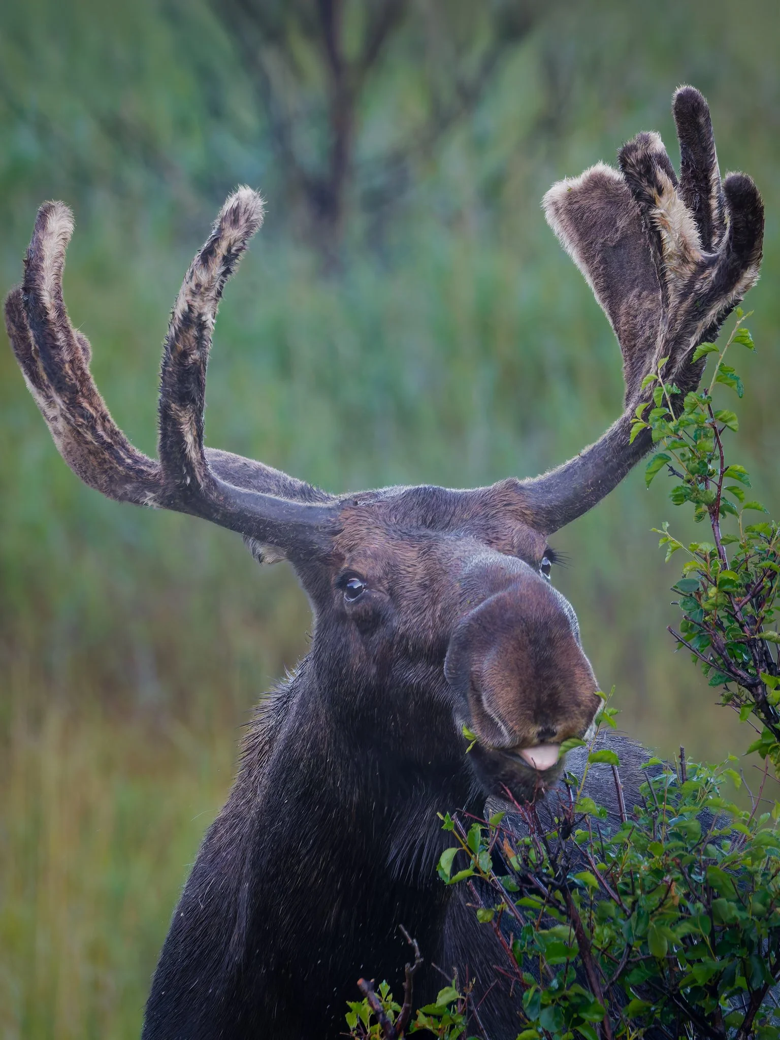 Bull moose 4.jpg