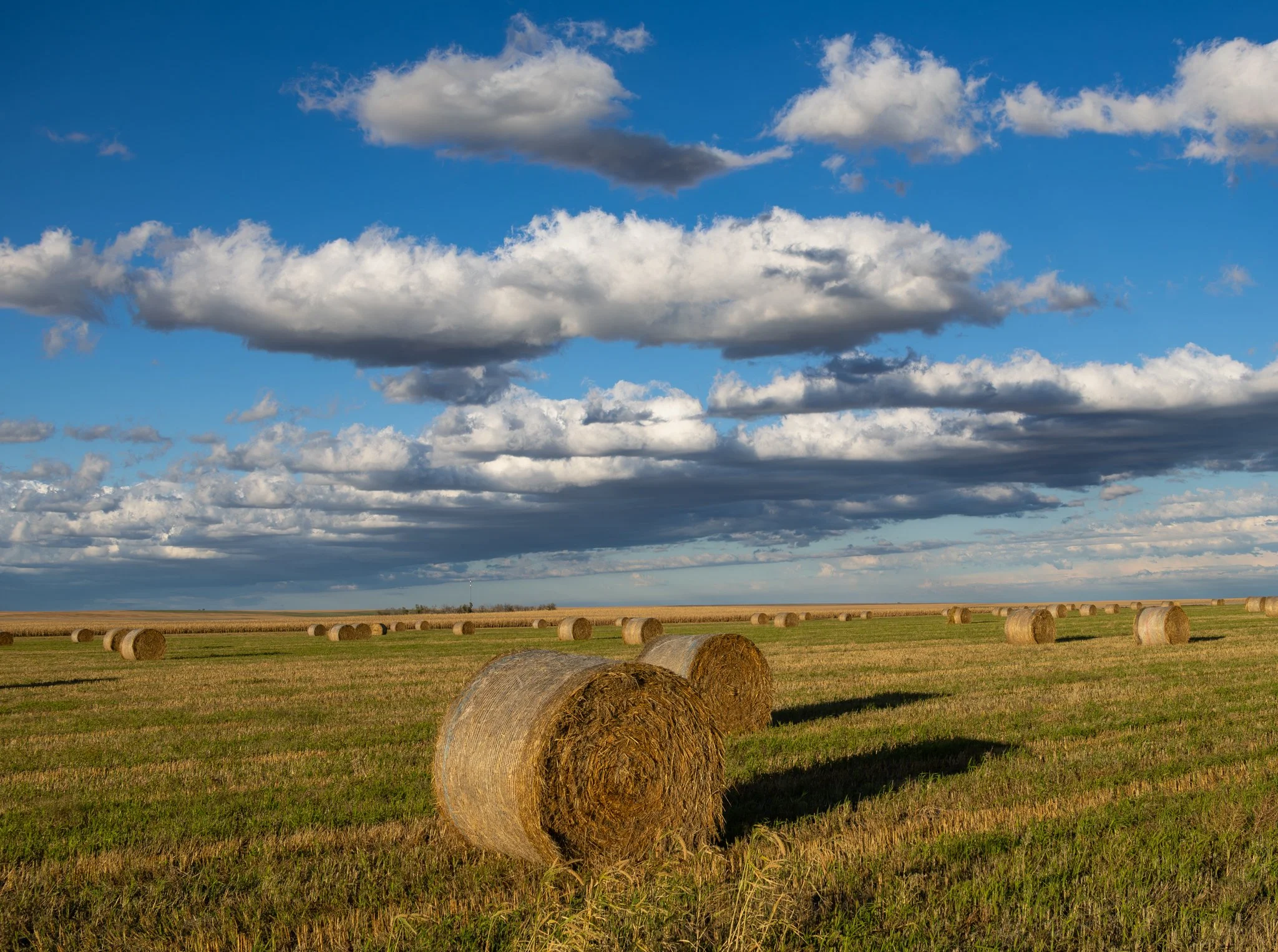 Hay 1.jpg