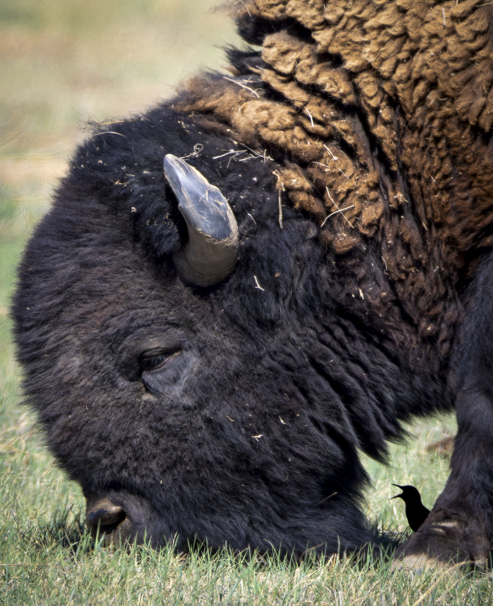Bison Starling 1.png