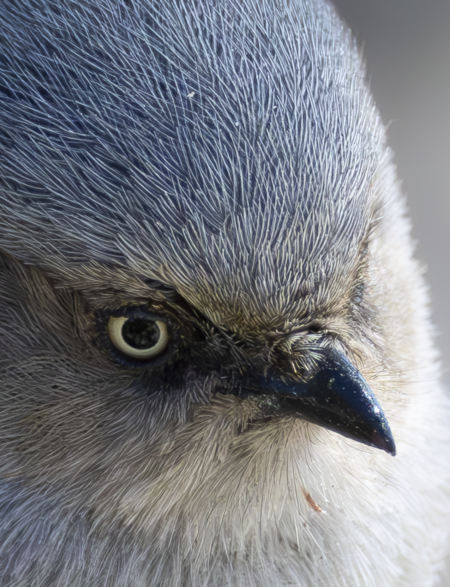Bushtit2.png