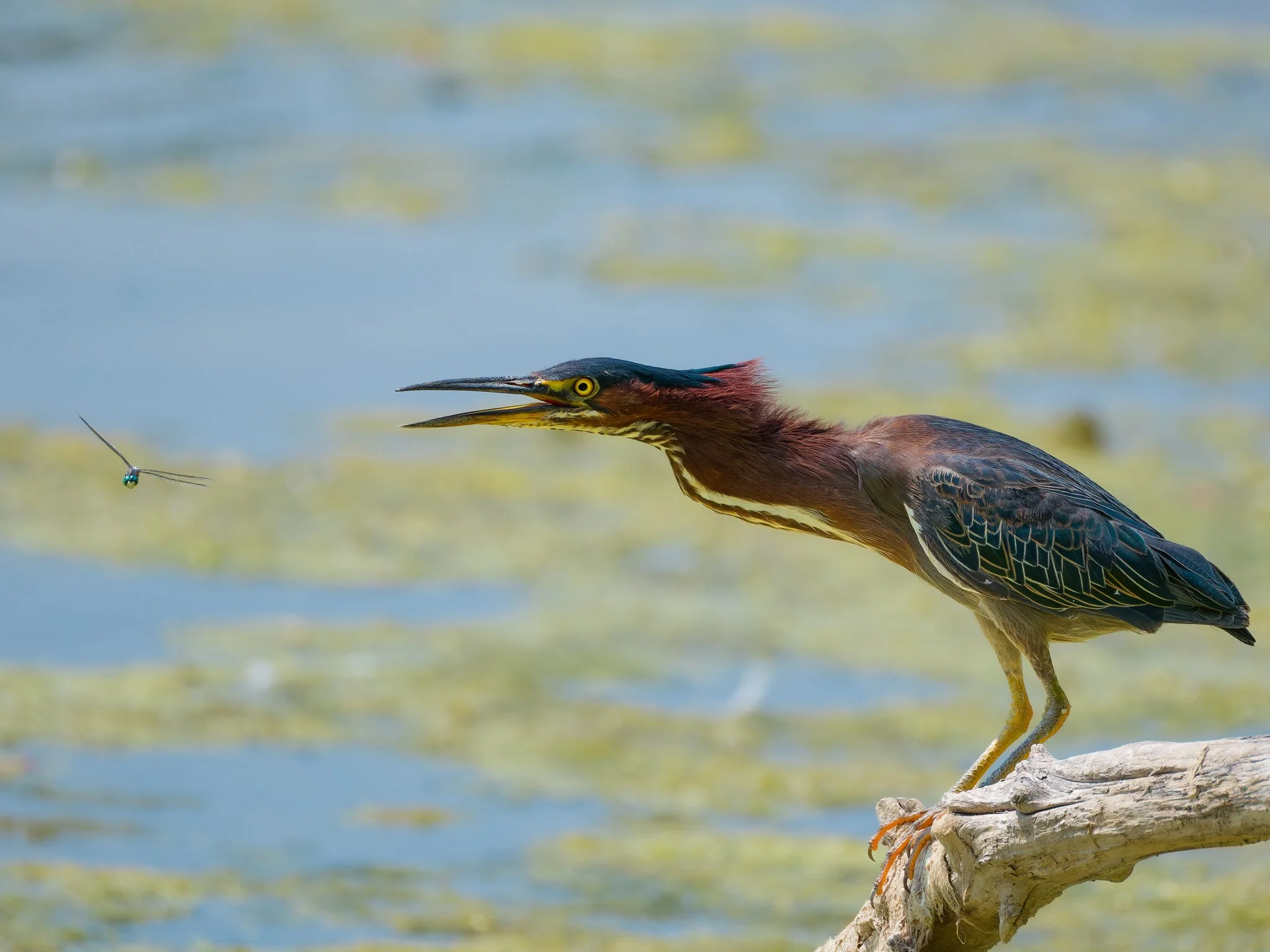 Green Heron 11.jpg